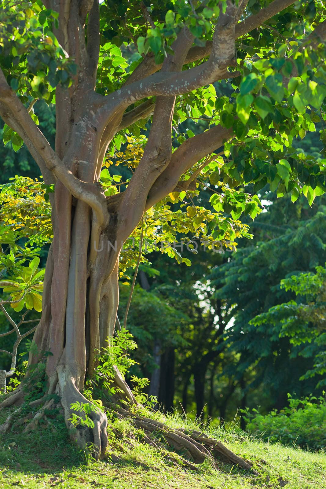 Tropical tree with lush foliage in the park