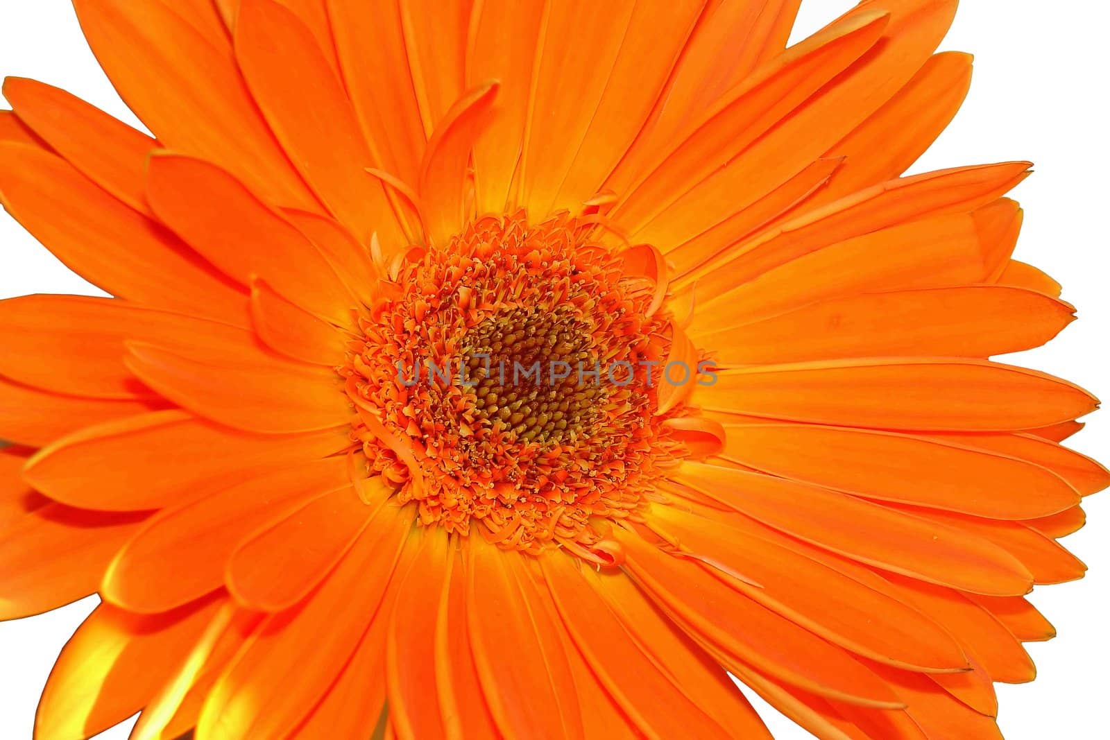 Nice isolated orange flower macro