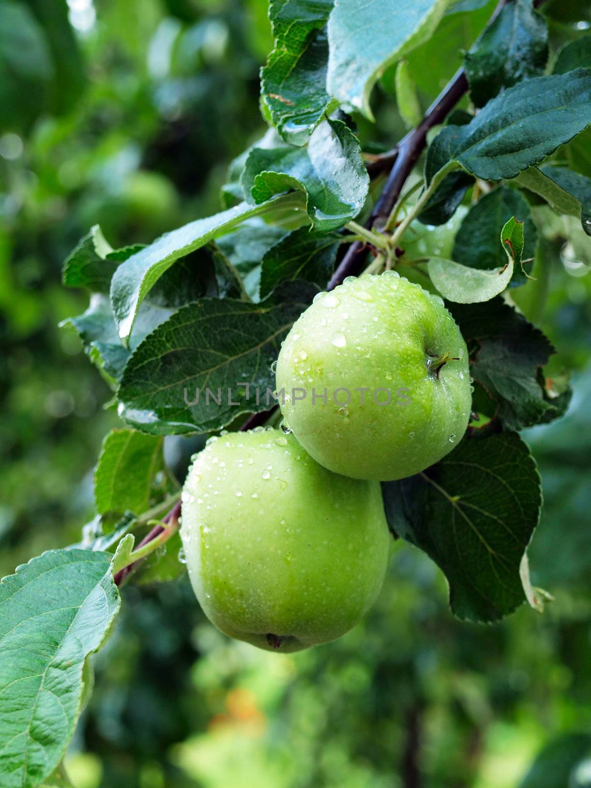 Green apples hanging on branch with water droplets. Shallow depth of field.