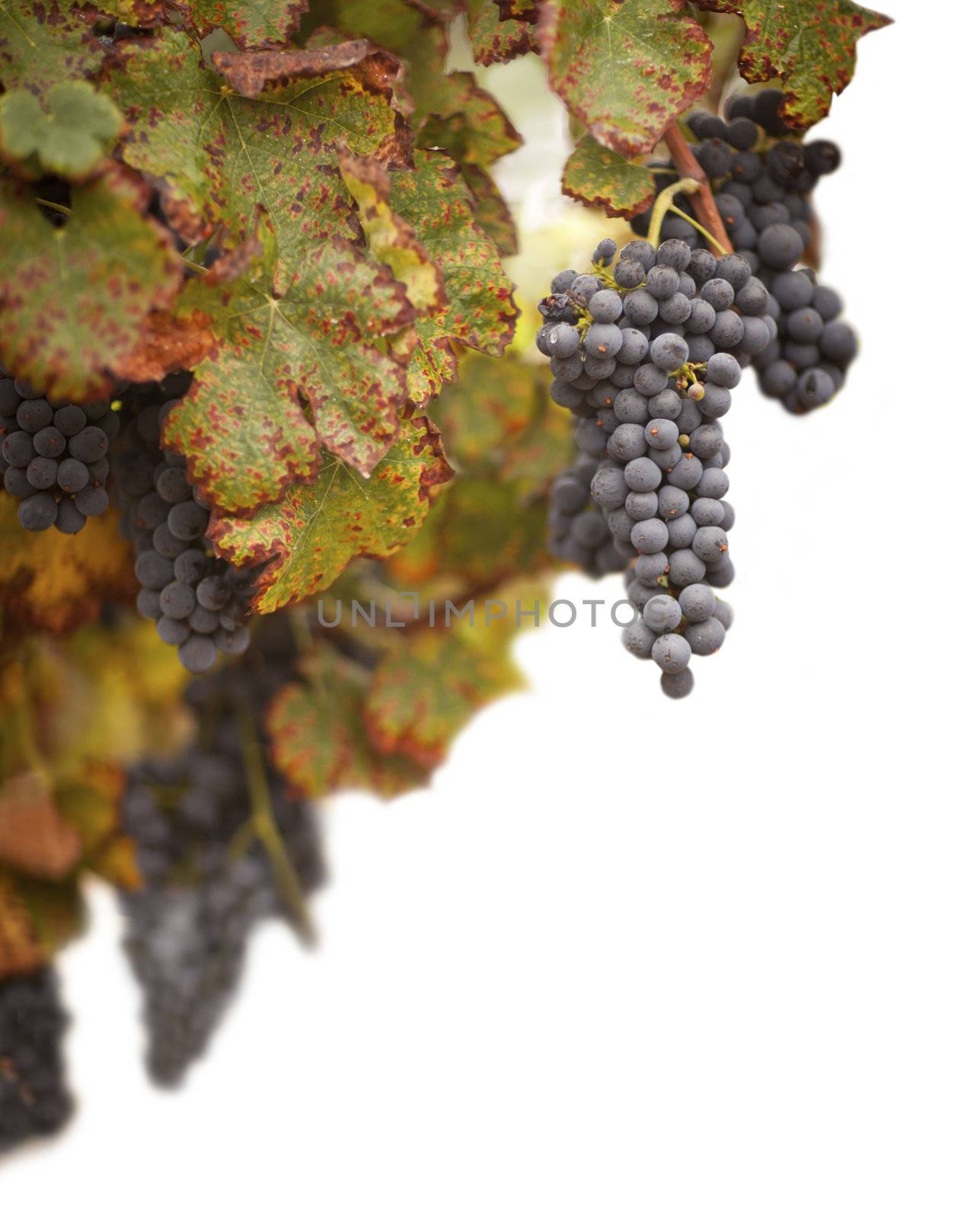 Beautiful Lush Grape Vineyard on a White Background.