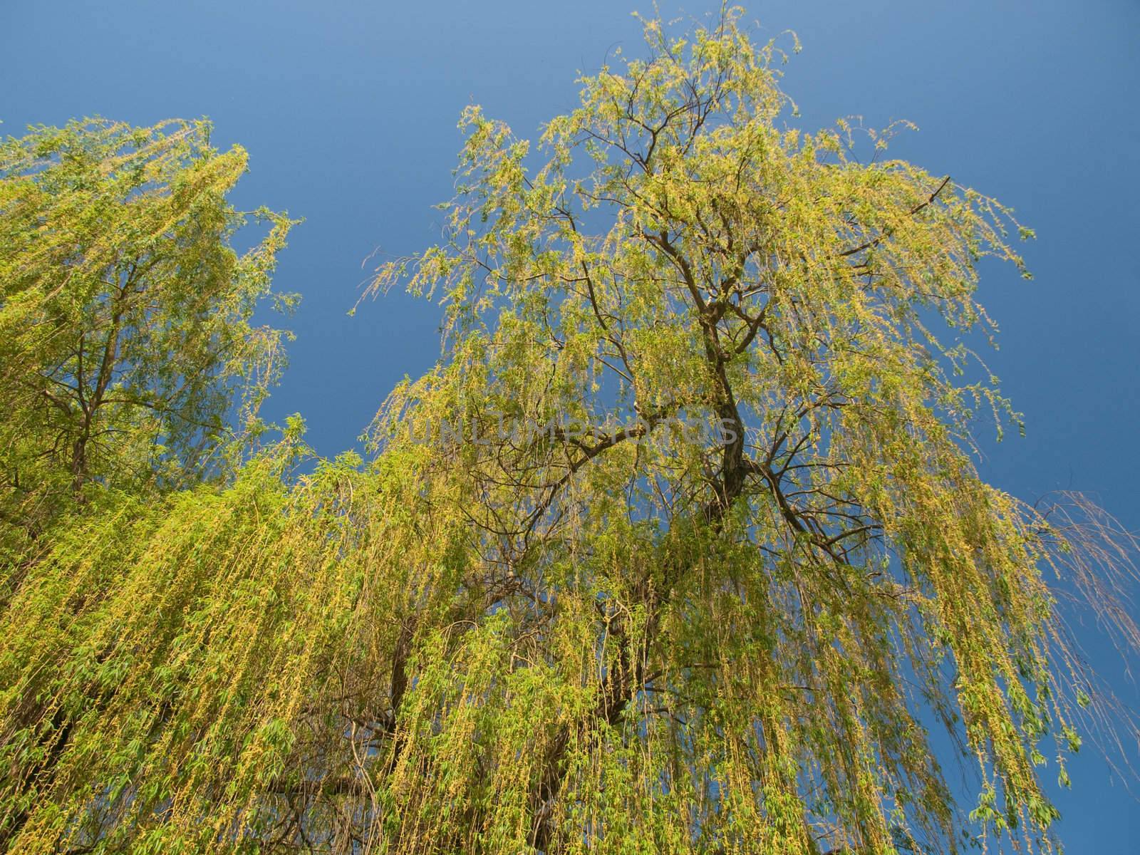 Willow tree against blue sky