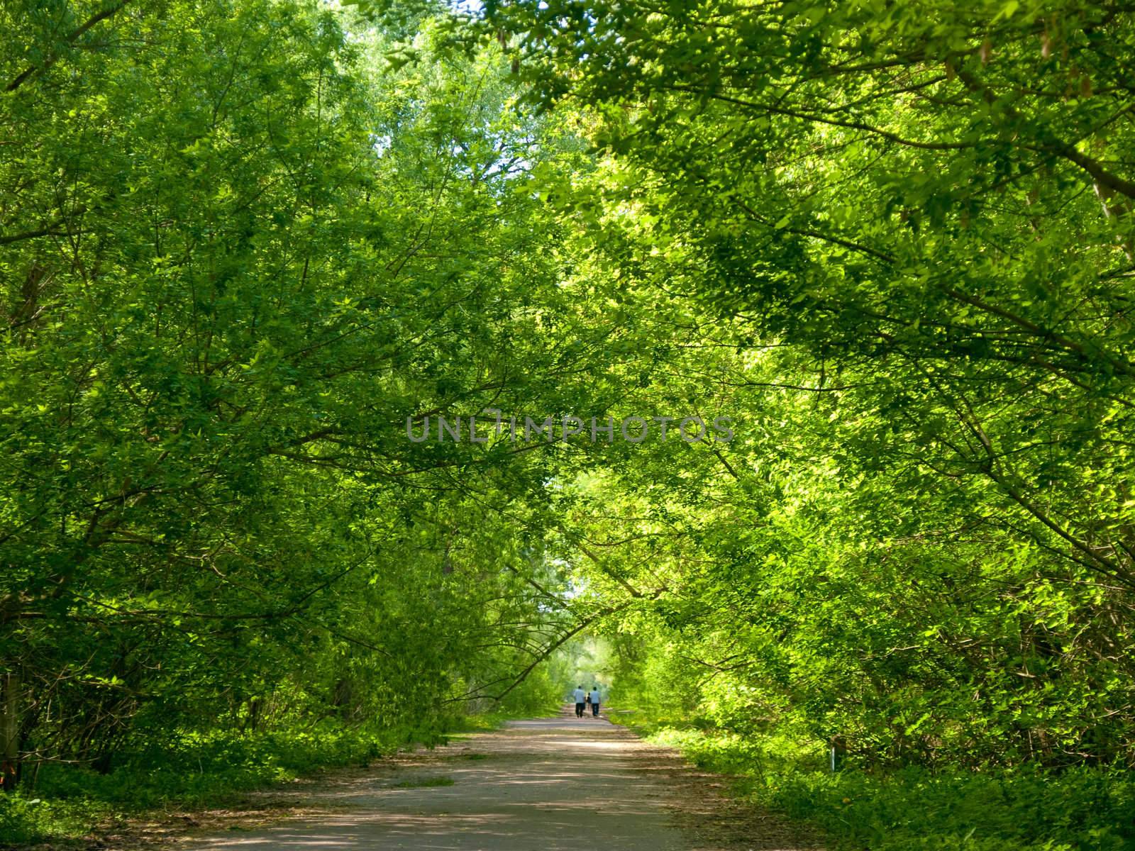 Green canopy over a footpath in an old park, people walking