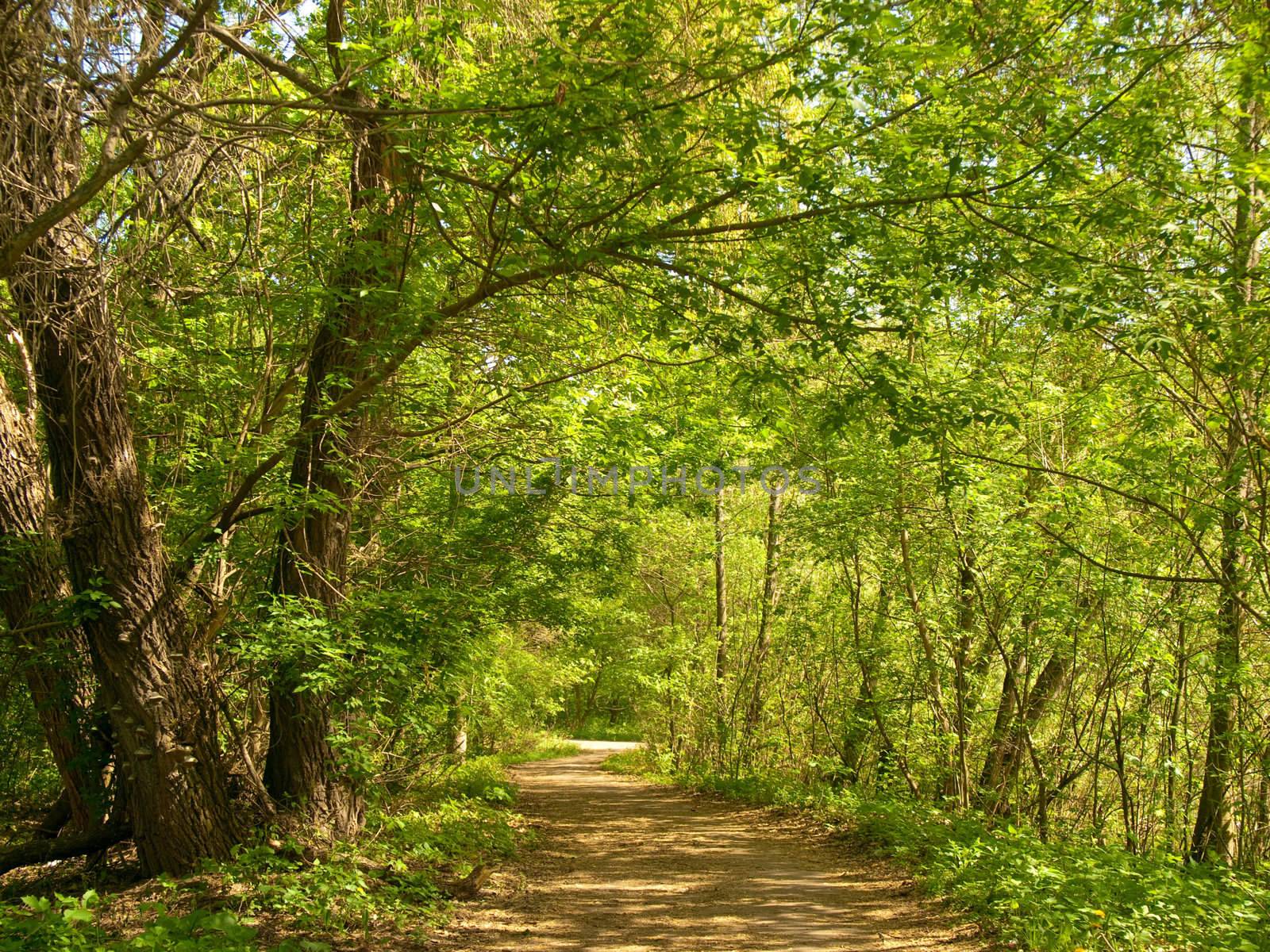 Green canopy overa footpath in the park