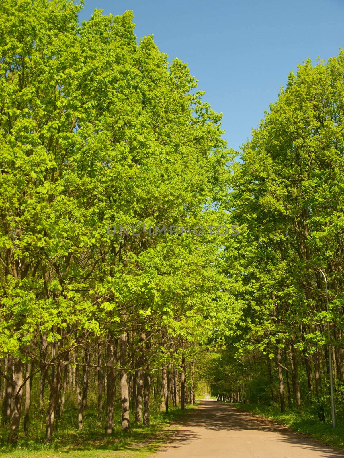 Sunlit city park in spring