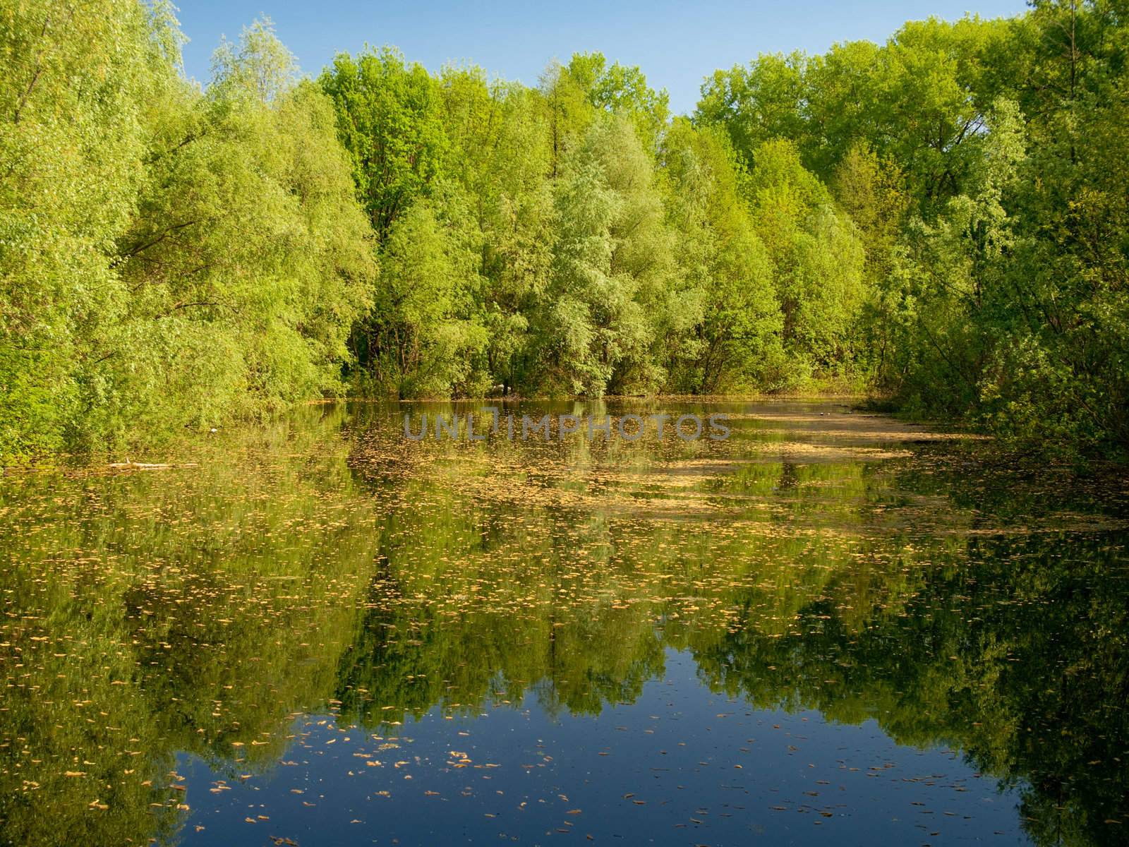 Pond in an old park in springtime