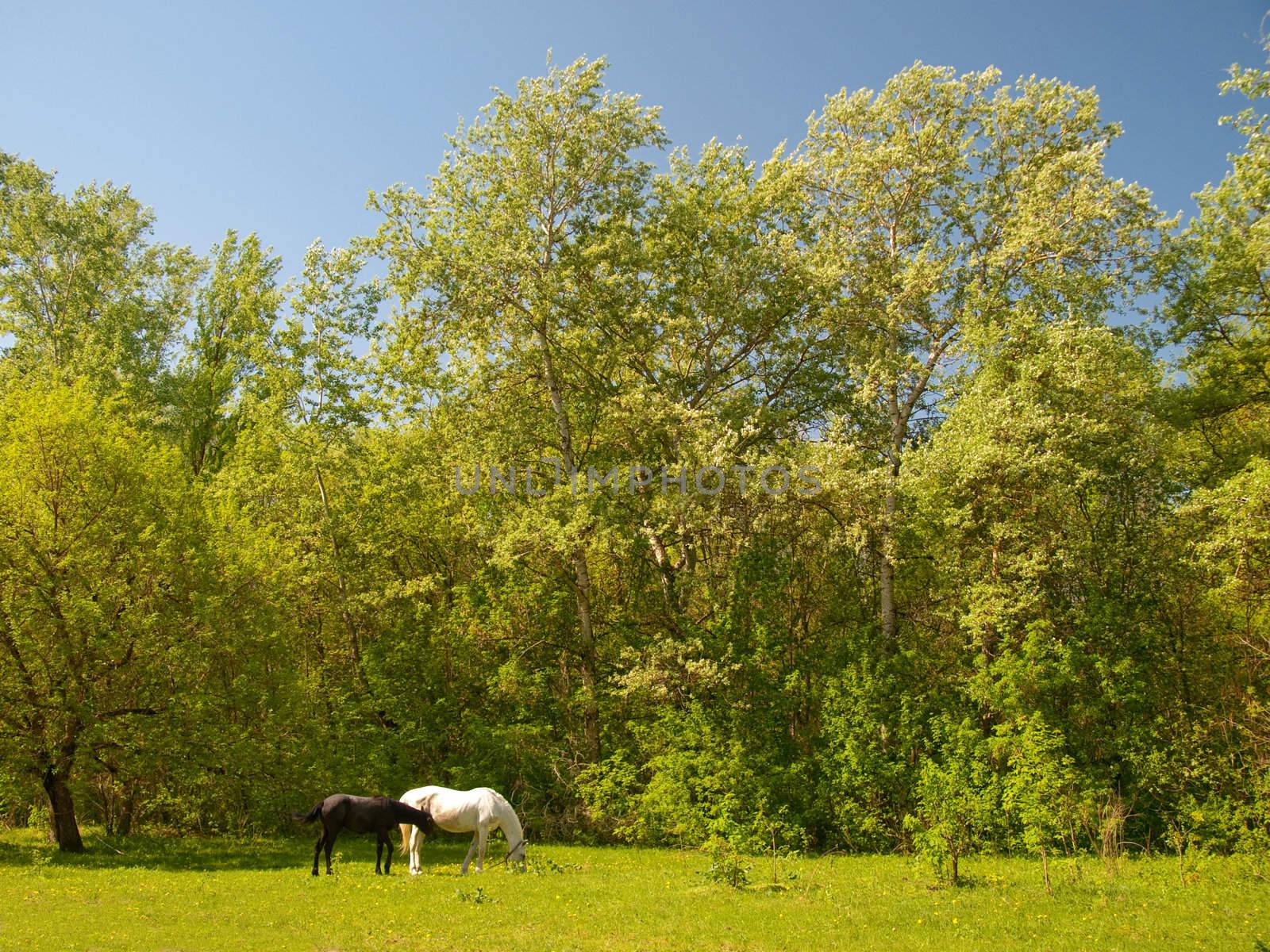 Sunlit spring meadow with two horses