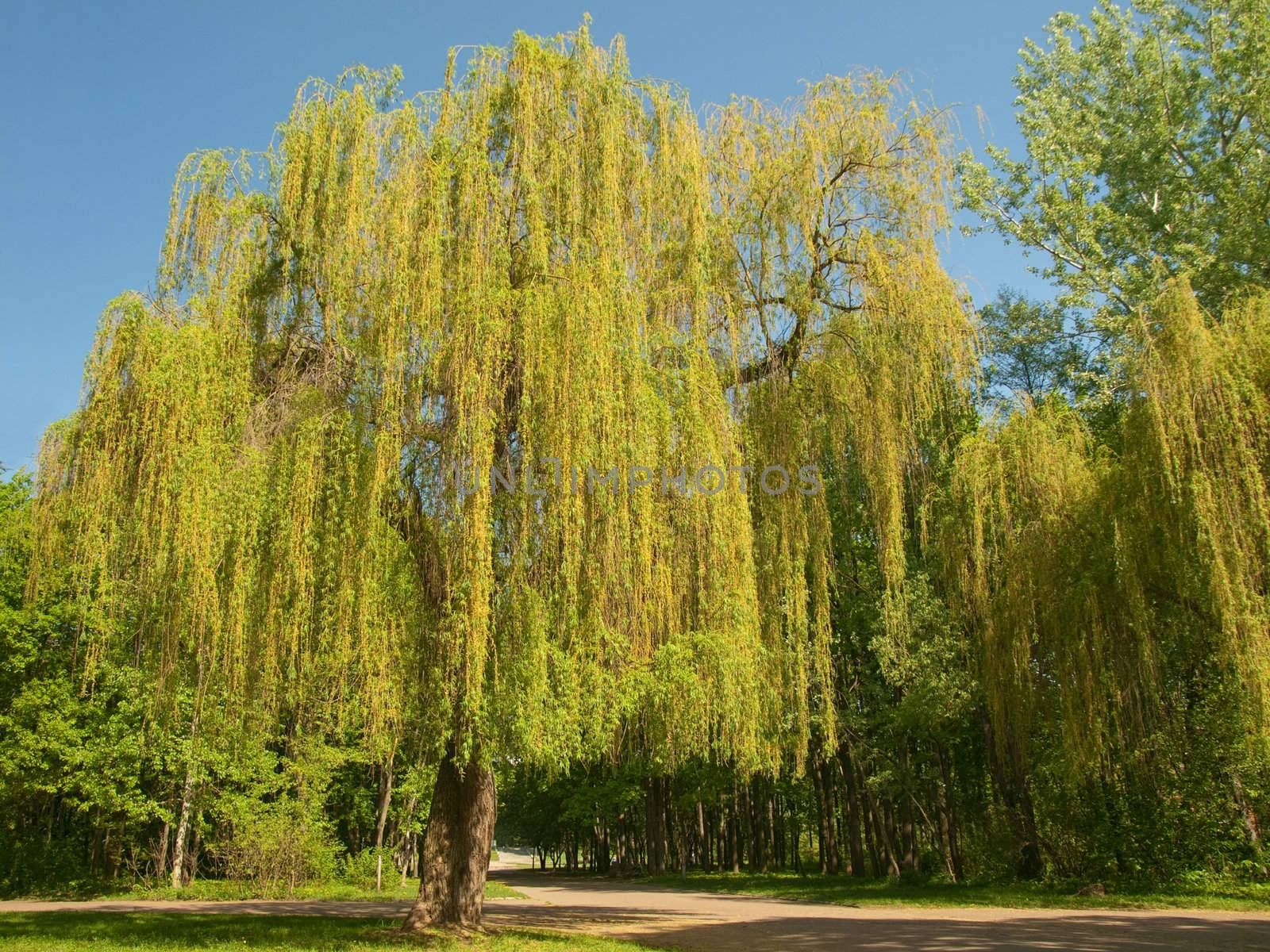 Willow tree in a city park 