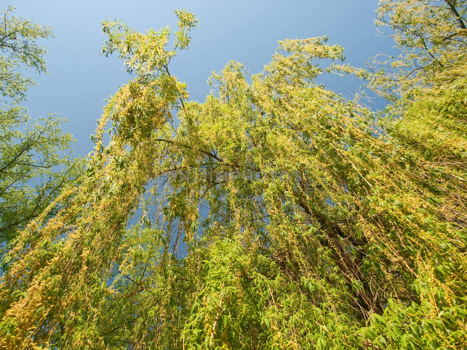 Willow tree against blue sky 
