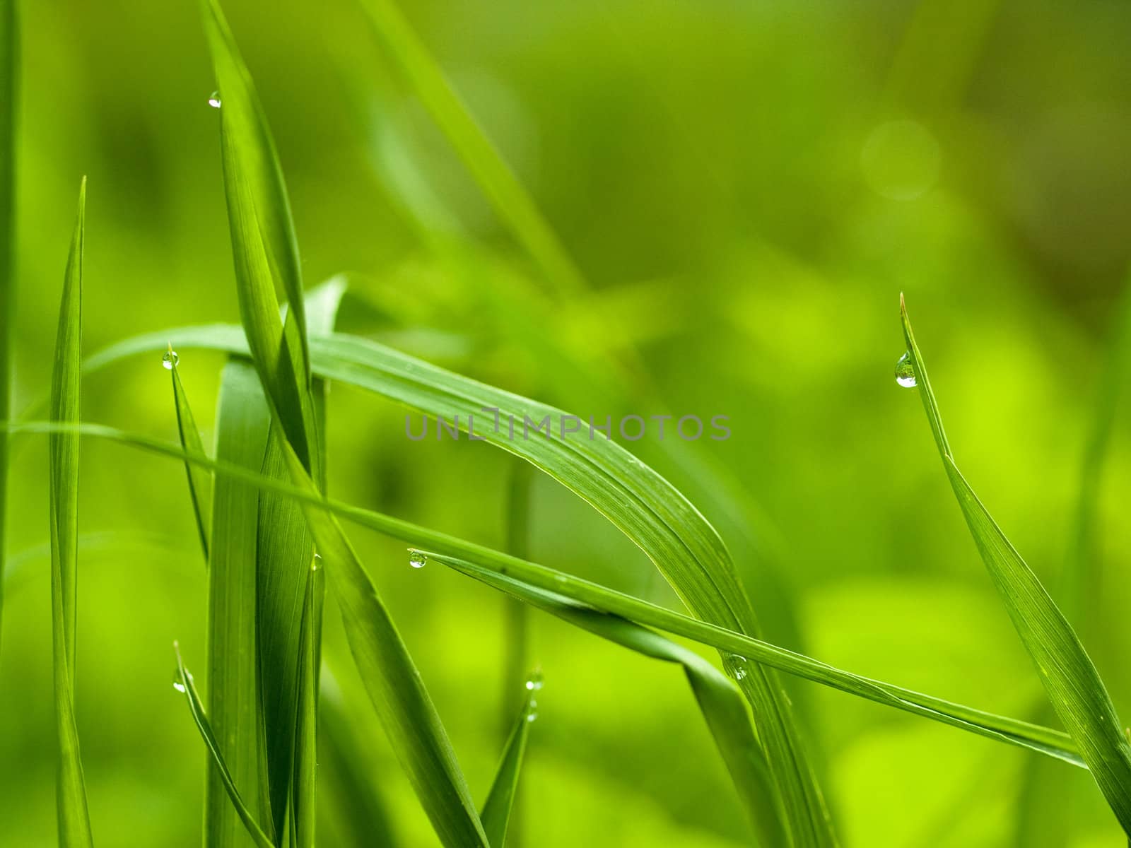 Blades of grass with dewdrops