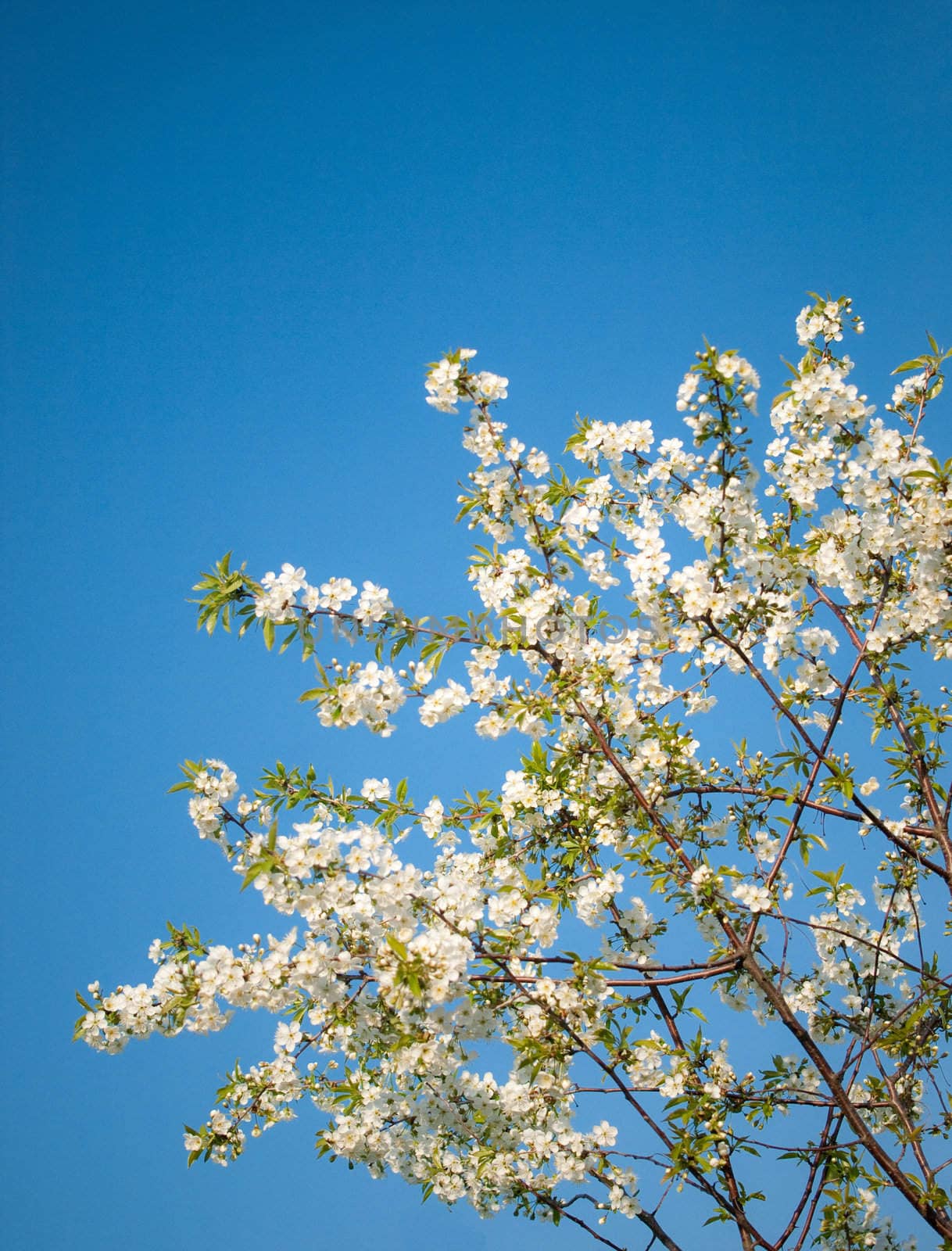 Blossoming cherry tree against blue sky