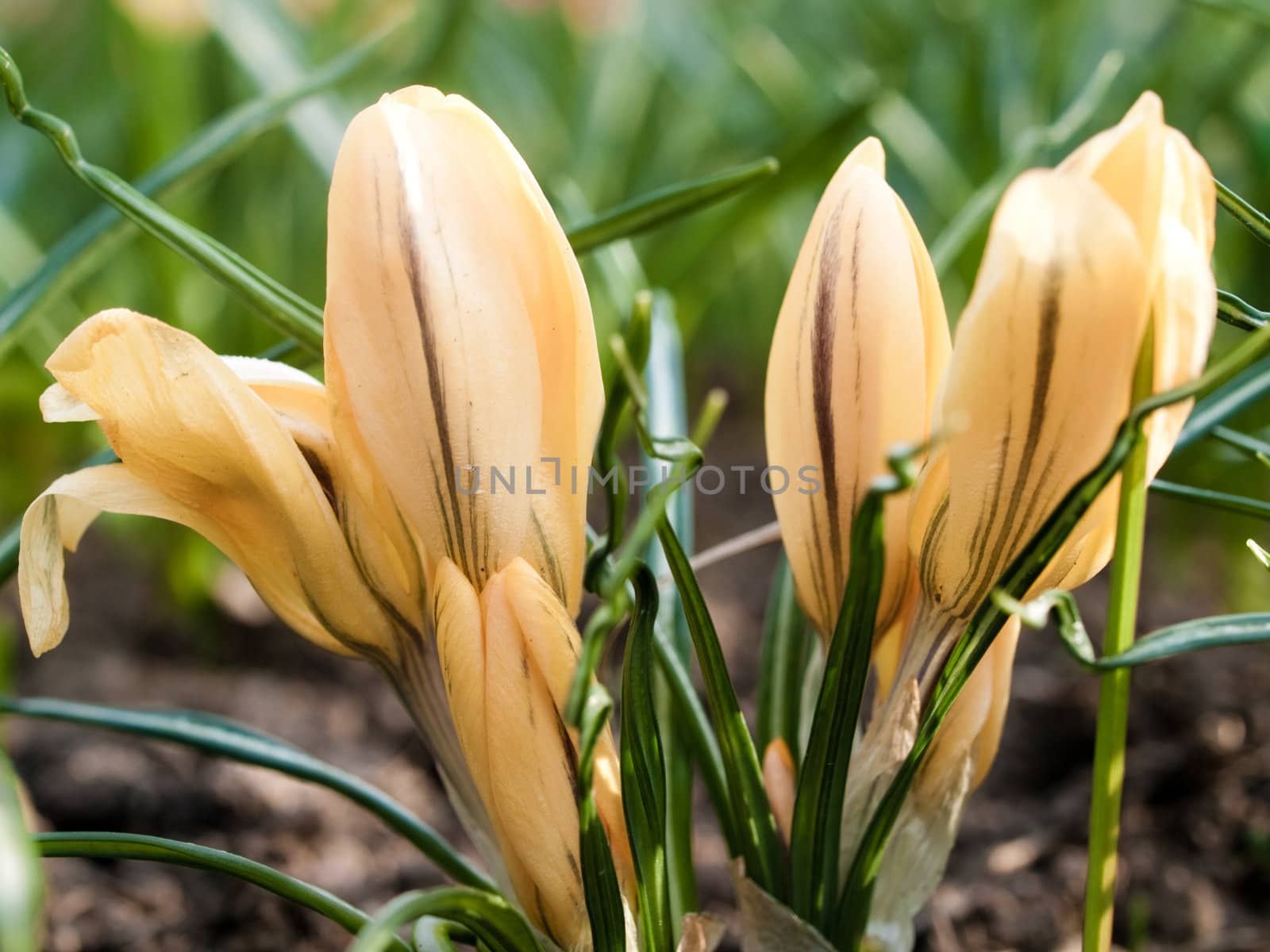 Yellow crocus in a flower garden 