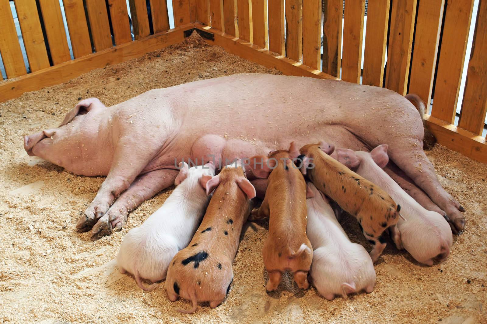 Momma pig feeding hungry little piglets