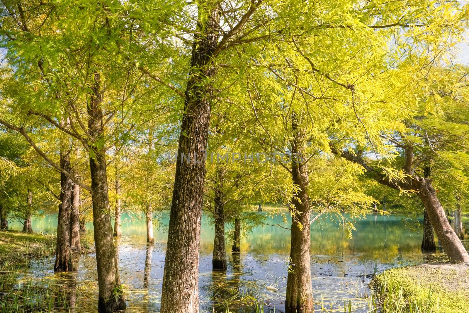 Nature background of autumn forest with colorful tree and leaves.