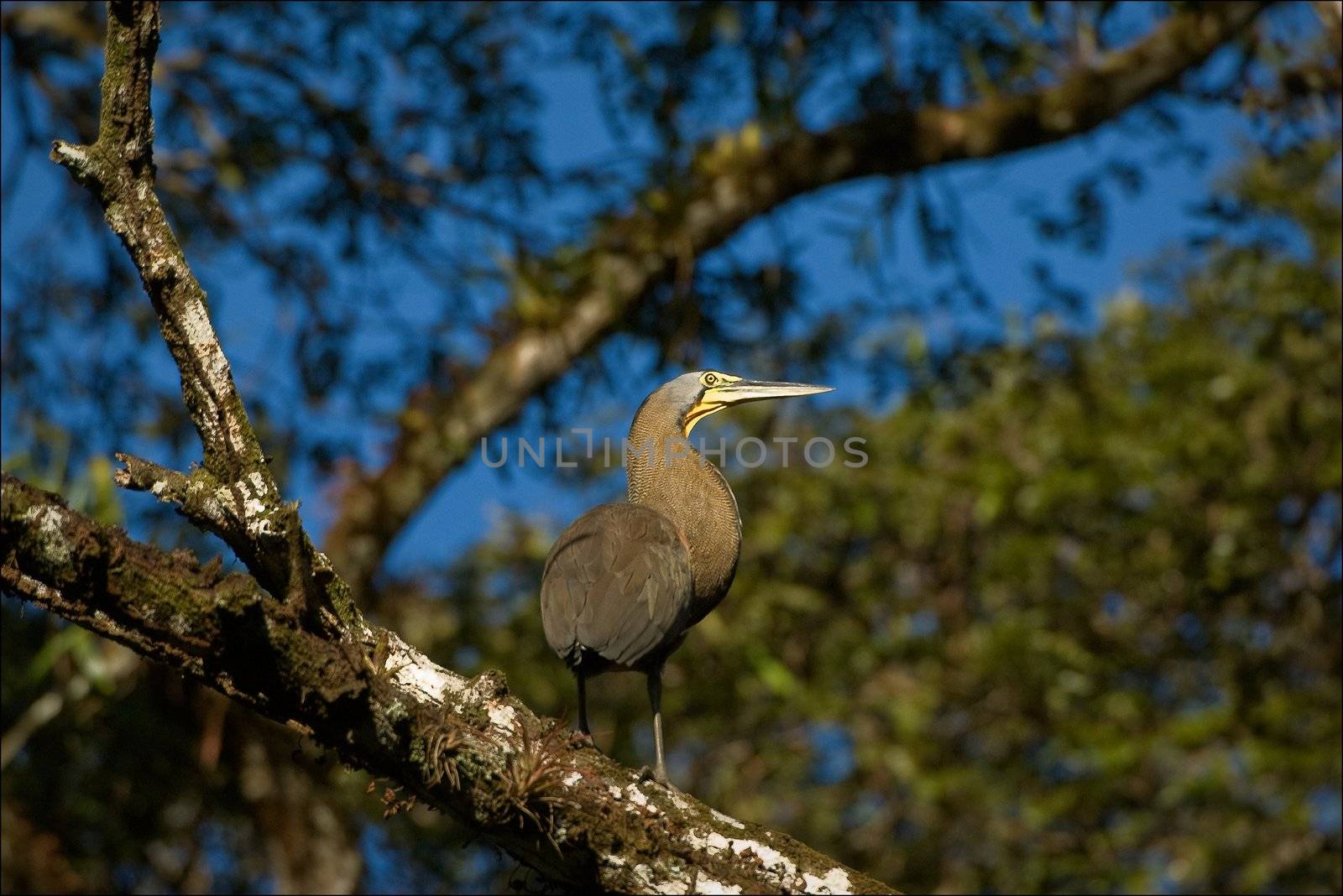 The Bare-throated Tiger Heron, Tigrisoma mexicanum, is a wading bird of the heron family Ardeidae,