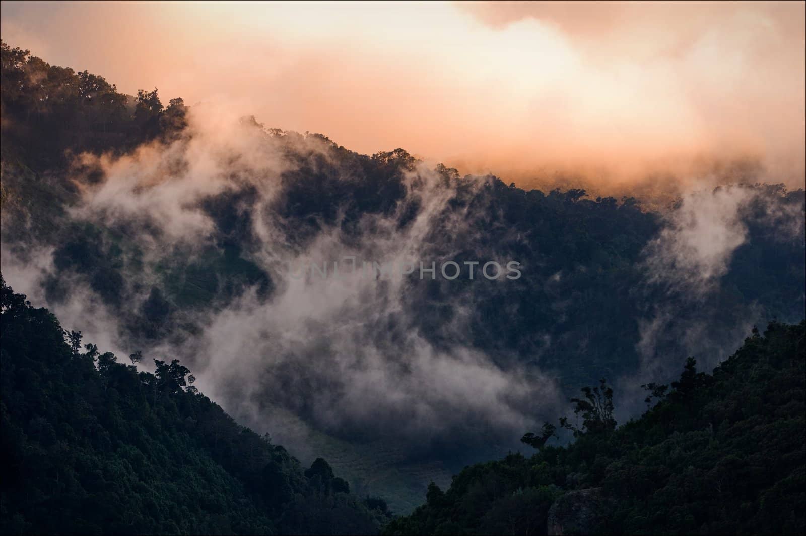 Early in the morning in cloud mountains sit down on tops, creating a fog, and are highlighted by the sun, getting unusual pink color.