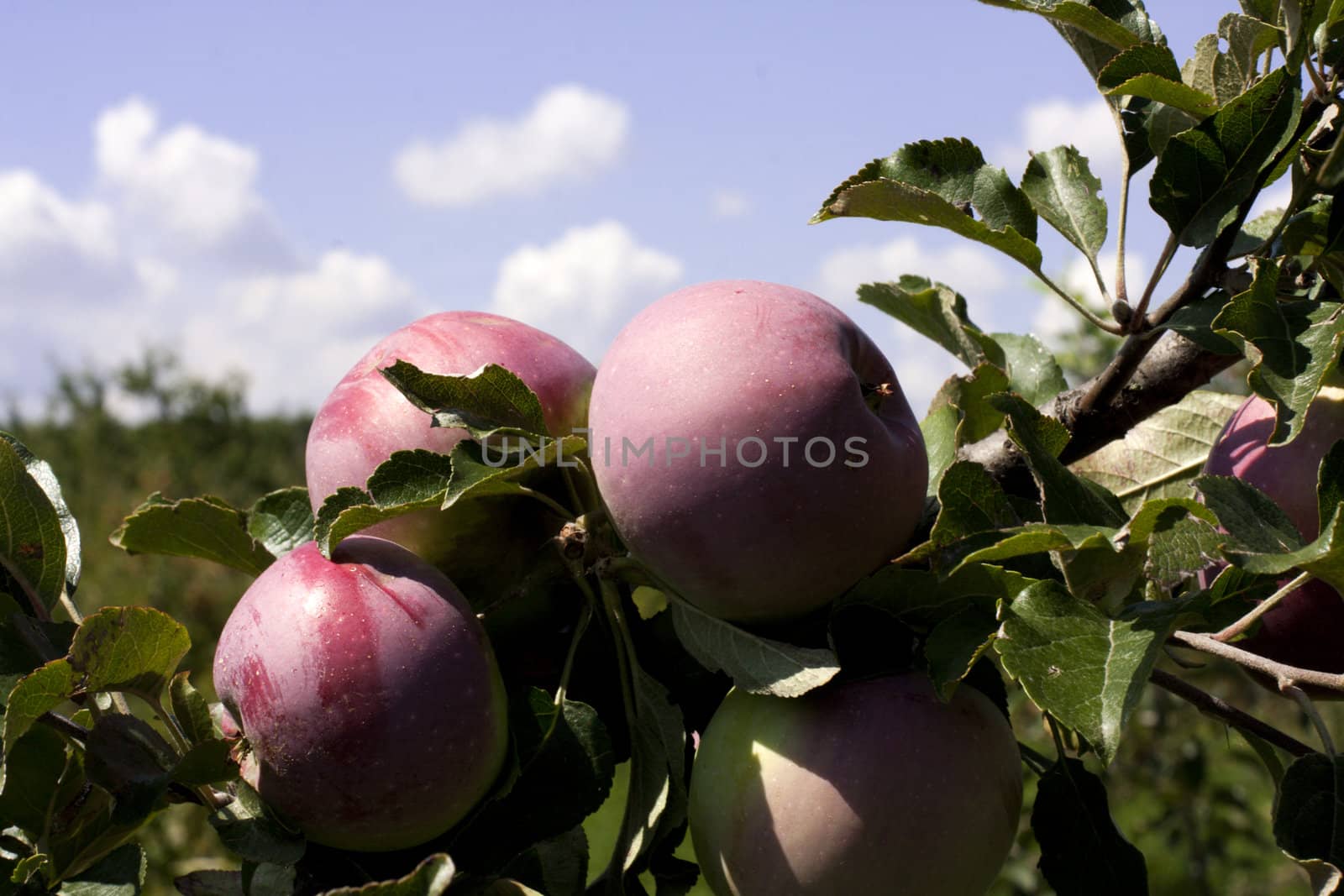 red apples with leaves against the blue sky
