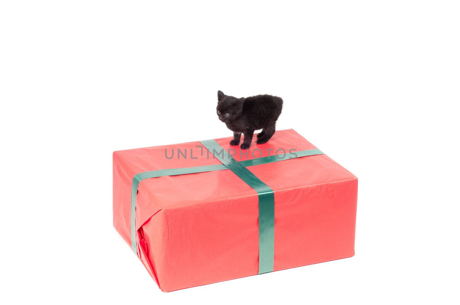 Christmas present and kitten isolated on white