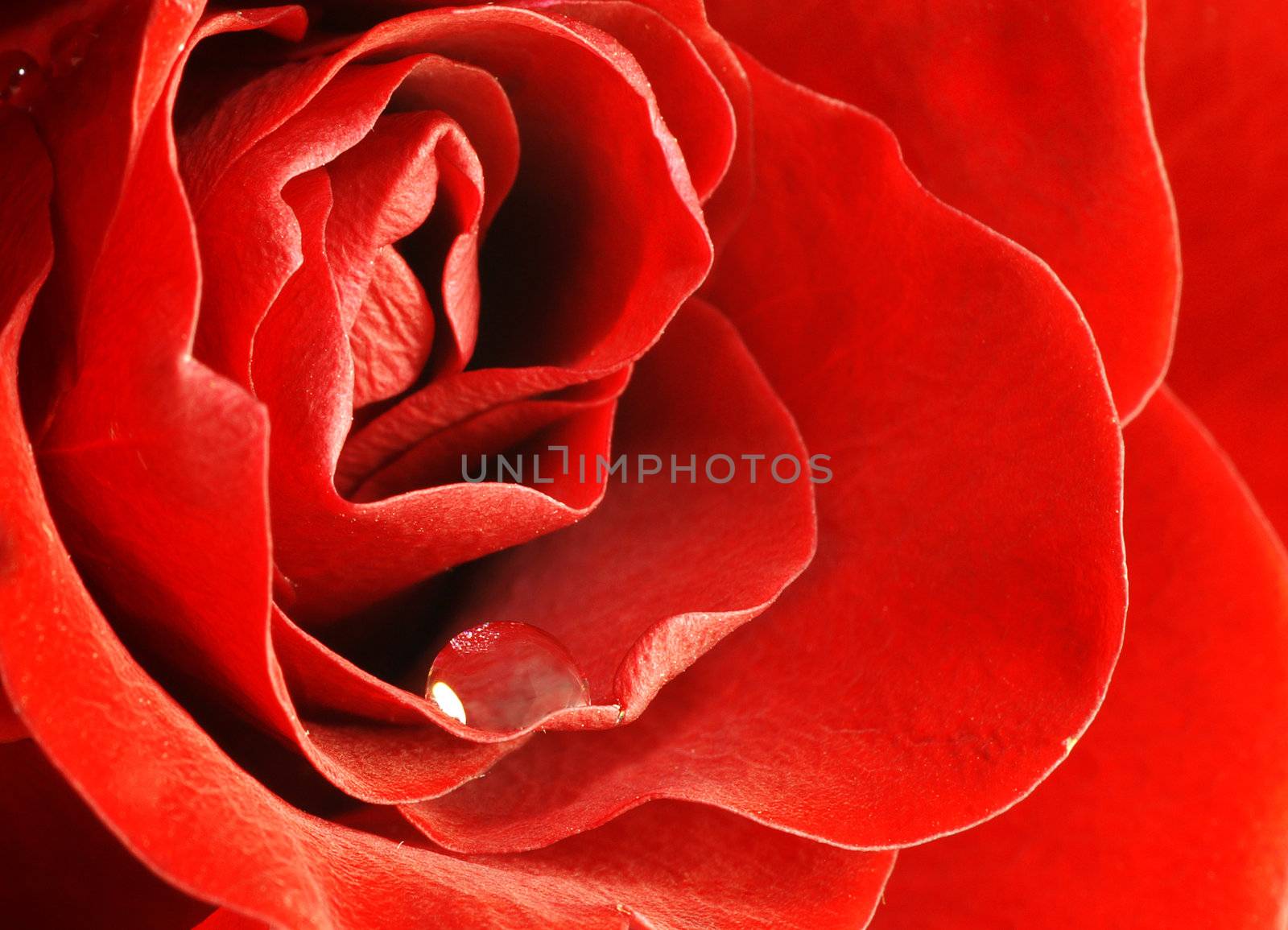 close up shot of red rose with water drop