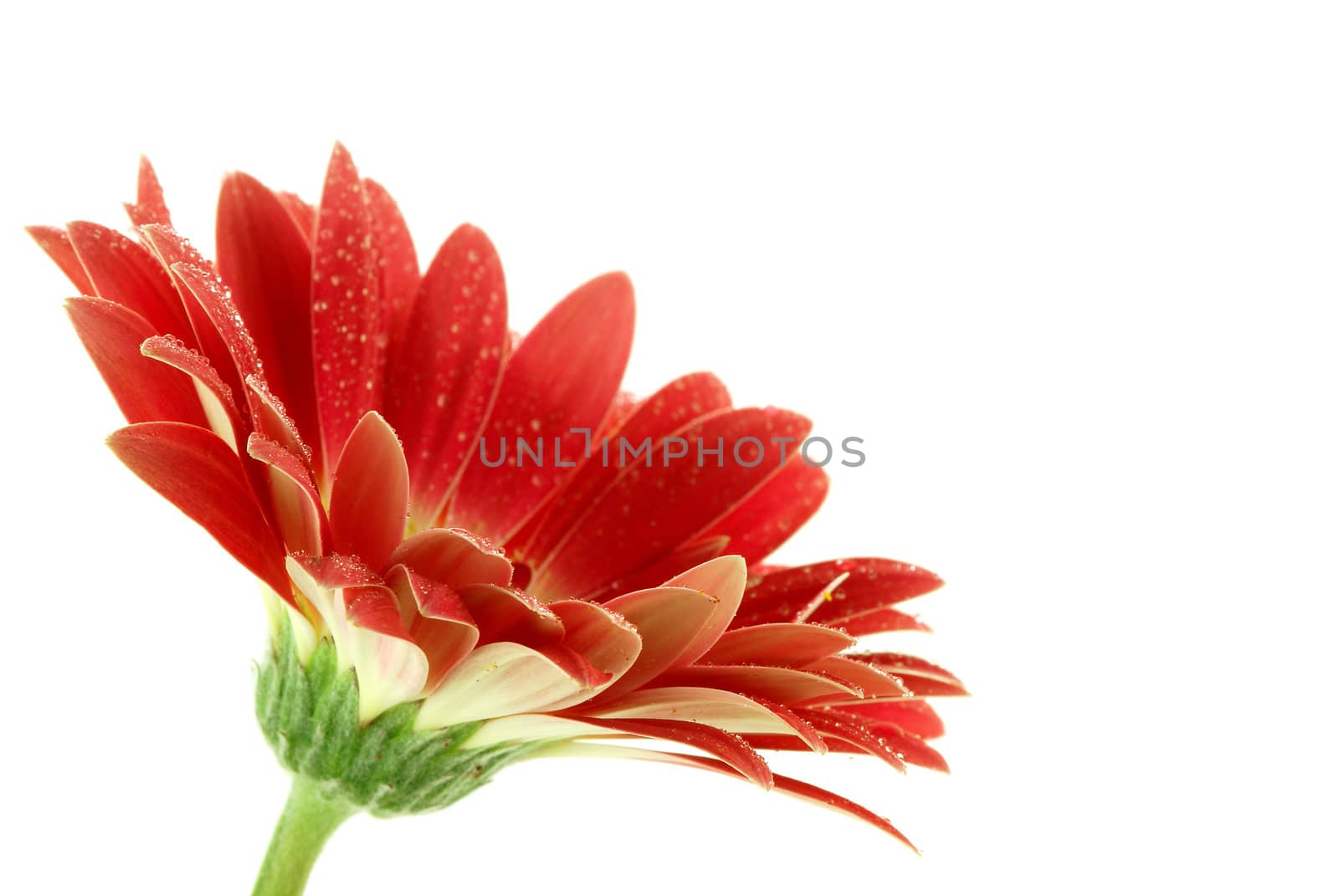 bright pink gerbera daisy over white. Selective focus on closest petals  