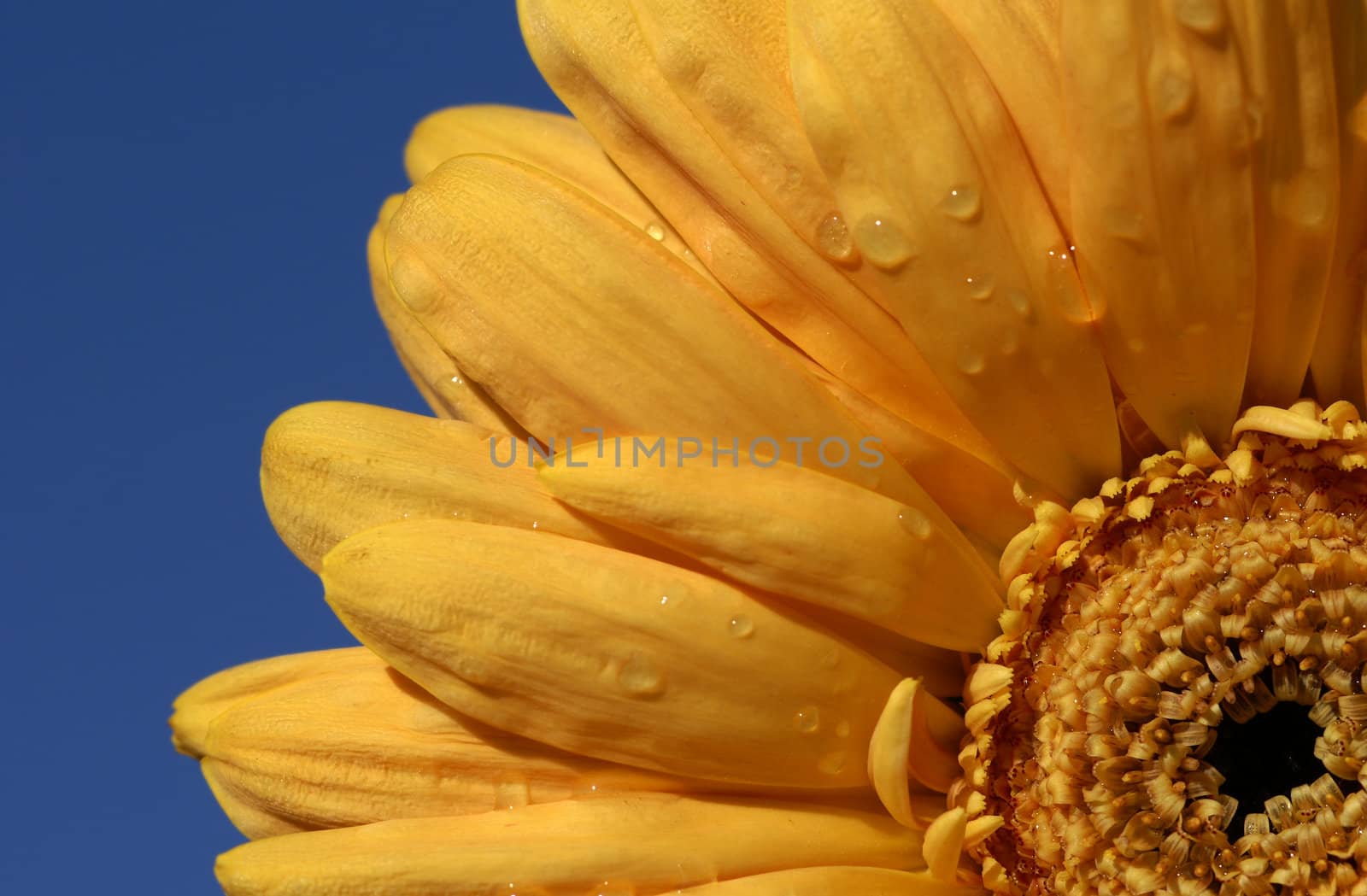 close up shot of yellow gerbera daisy over blue sky         