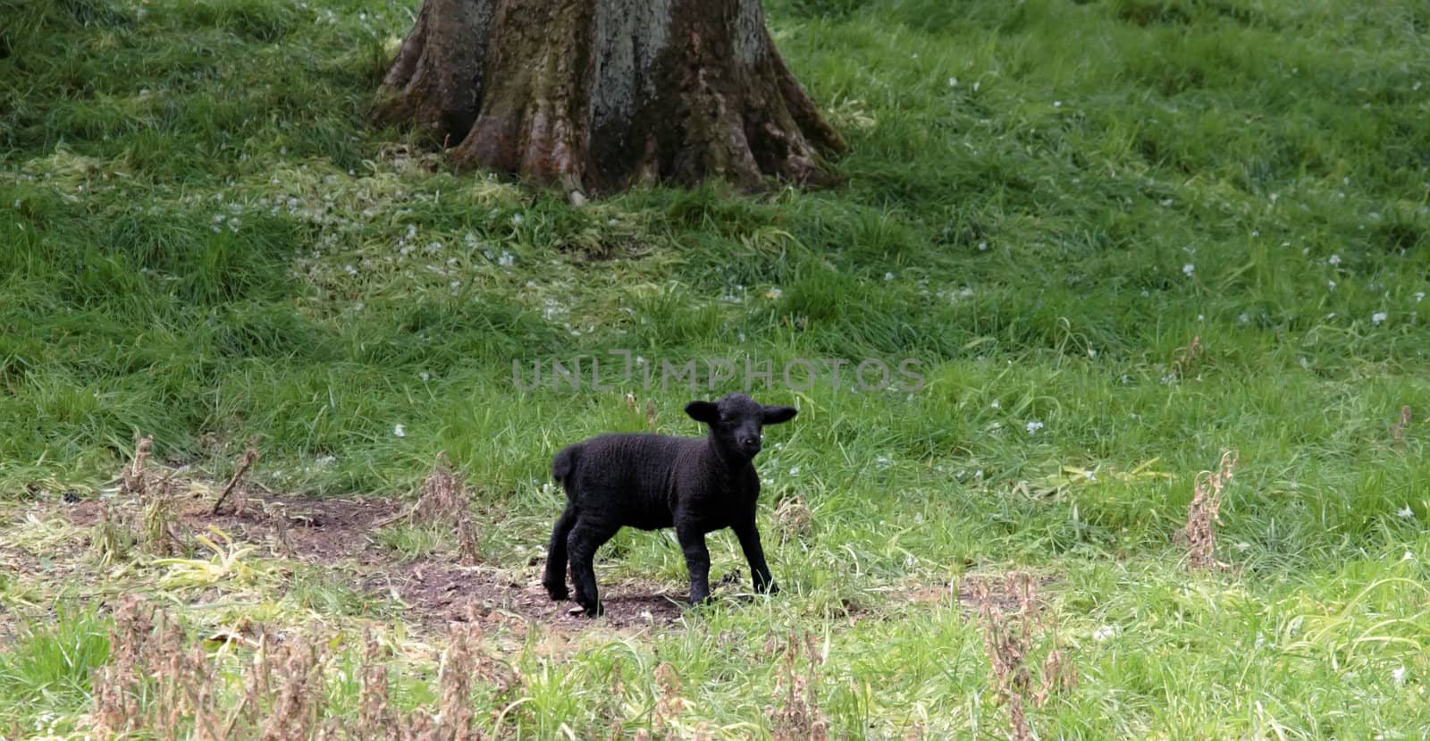 a young black lamb resting in the tall grass