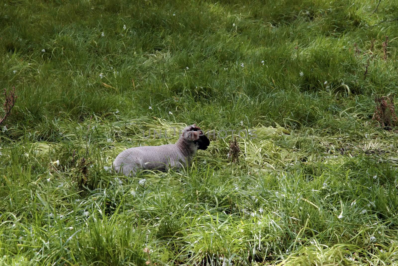 a young lamb resting in the tall grass