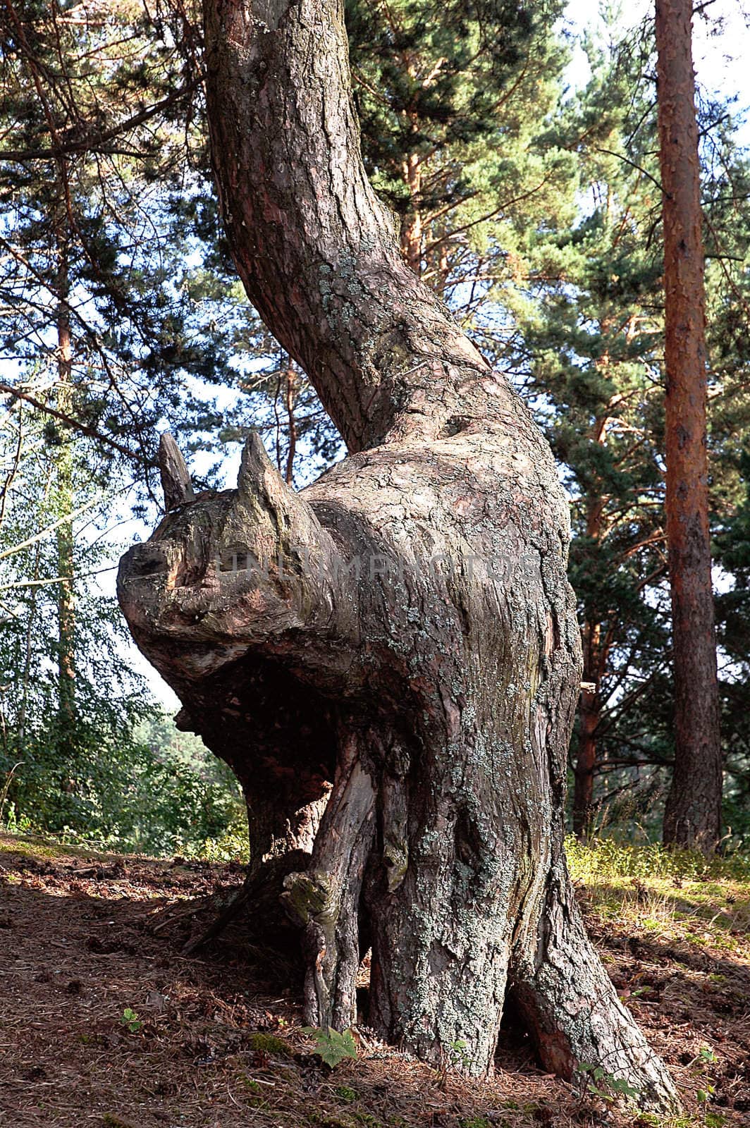 Pine-cat on a background of a coniferous wood