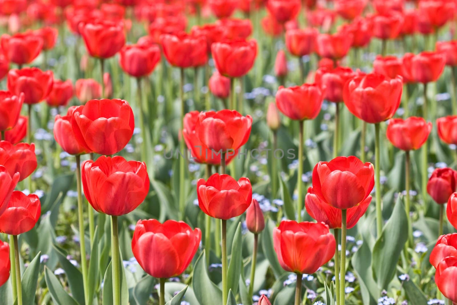 flower series: red tulip's field texture in spring