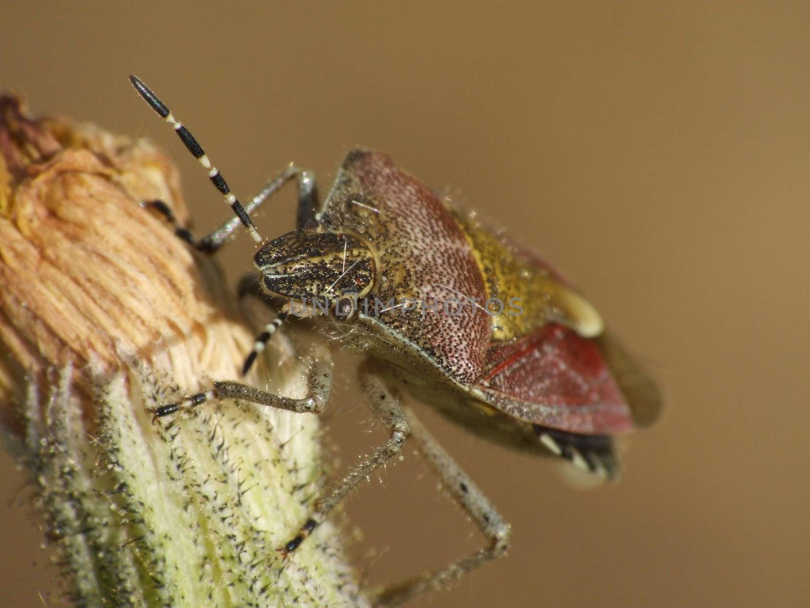 Dolycoris baccarum (Linnaeus) Hairy Shieldbug) resting on flower on beige background. Macro closeup