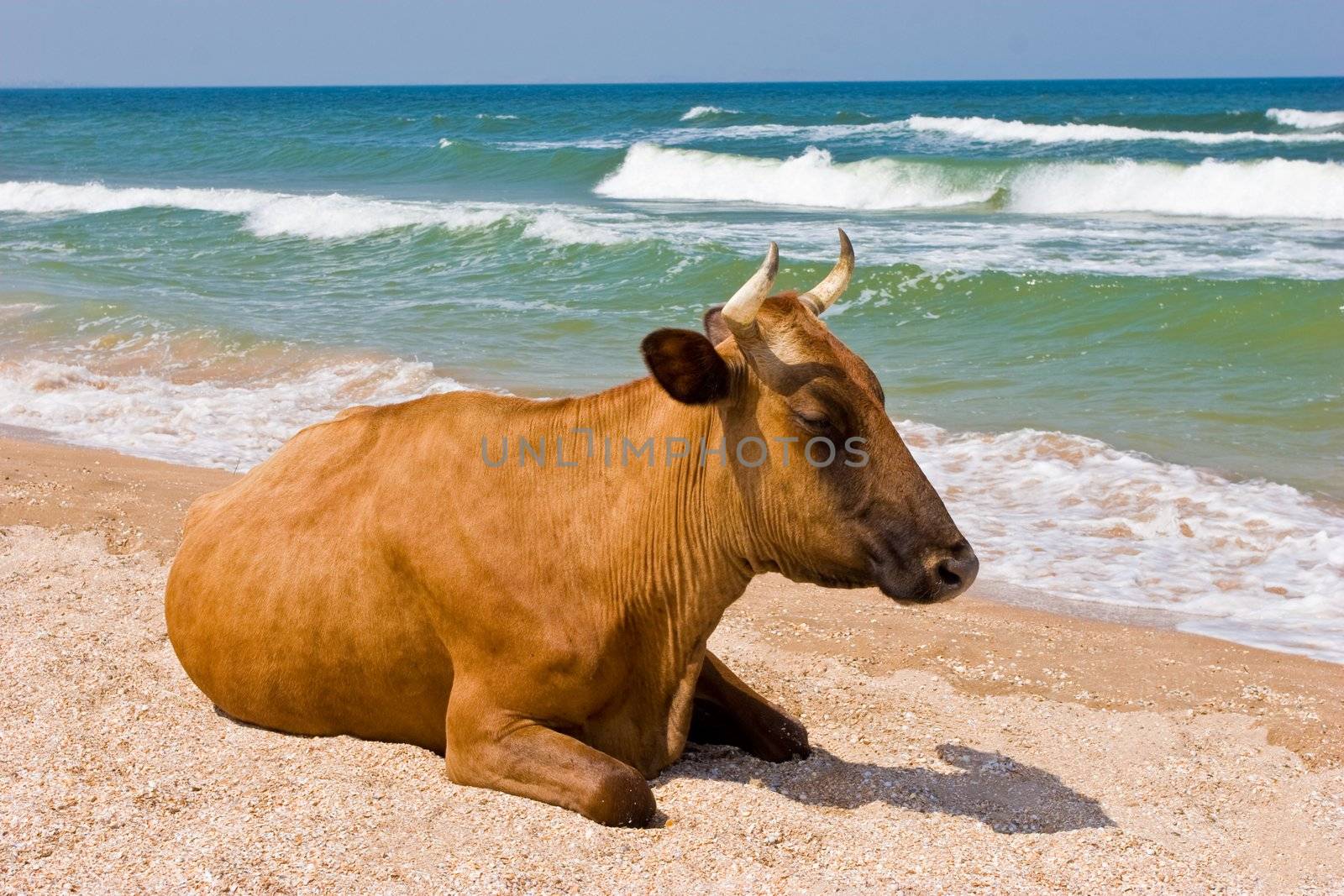 leisure series: cow take a sunbathe on the sea beach