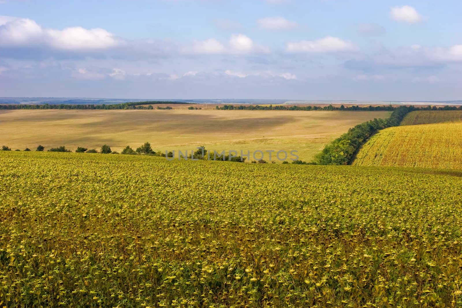 rural view series: field on hill's field landscape