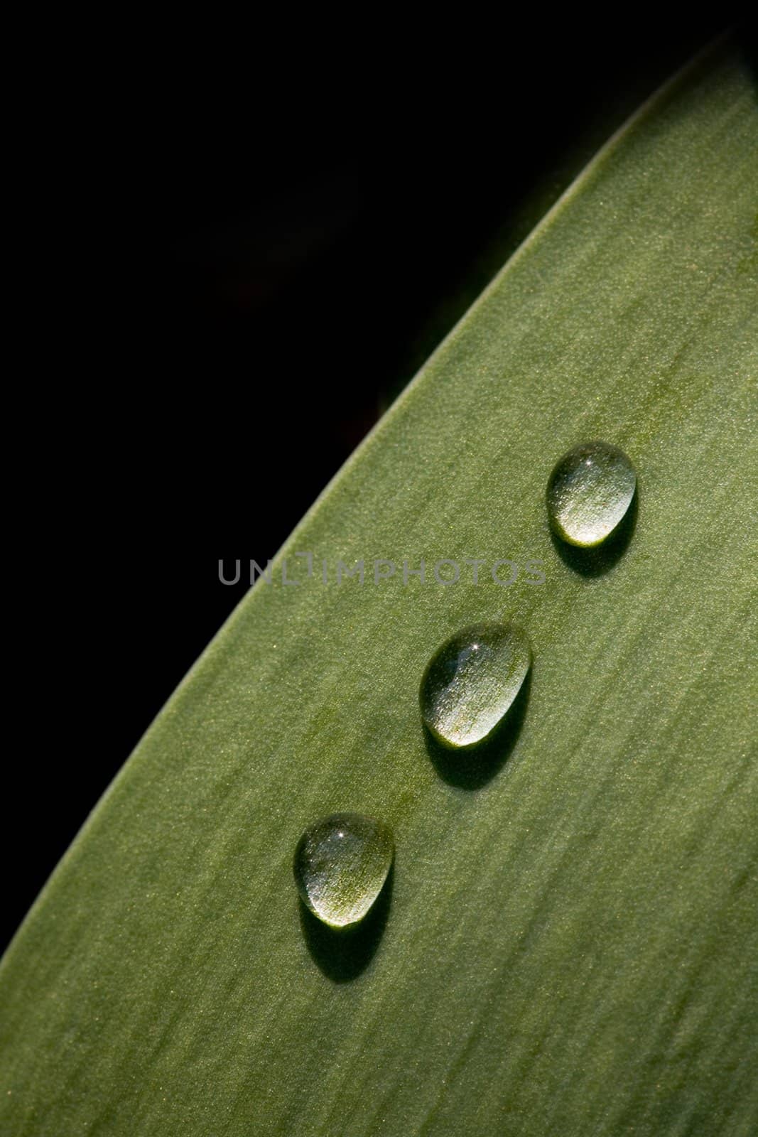 three water drops on the green leaf
