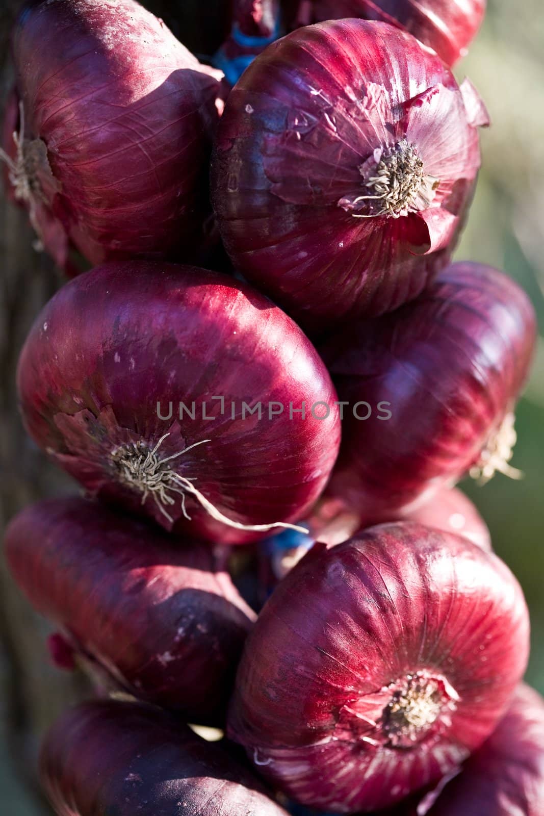 food series: close up of red sweet onion