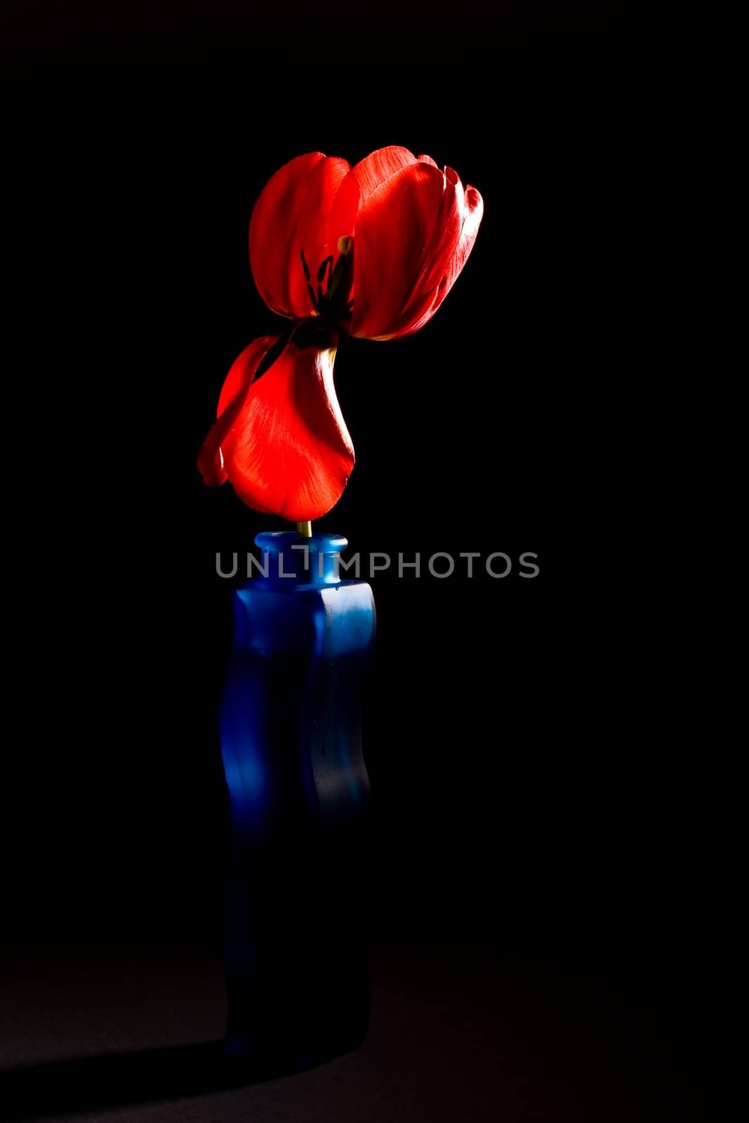 flower series: red tulip in the blue vase