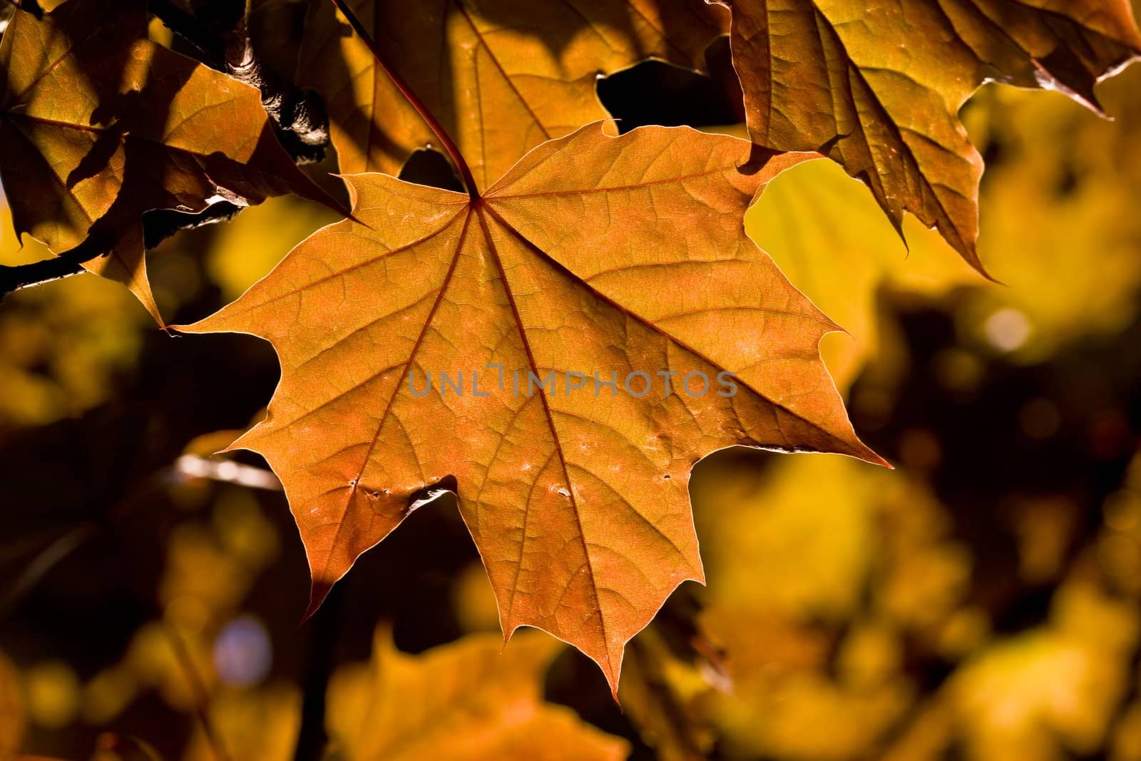 nature series: close up of golden maple leaf