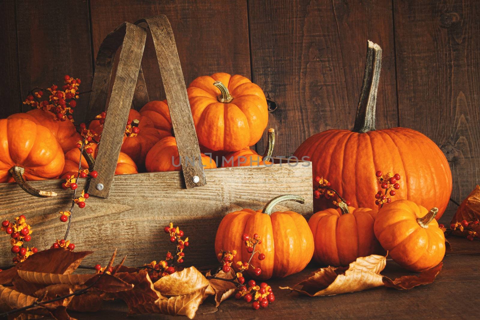 Colorful pumpkins with wood background by Sandralise
