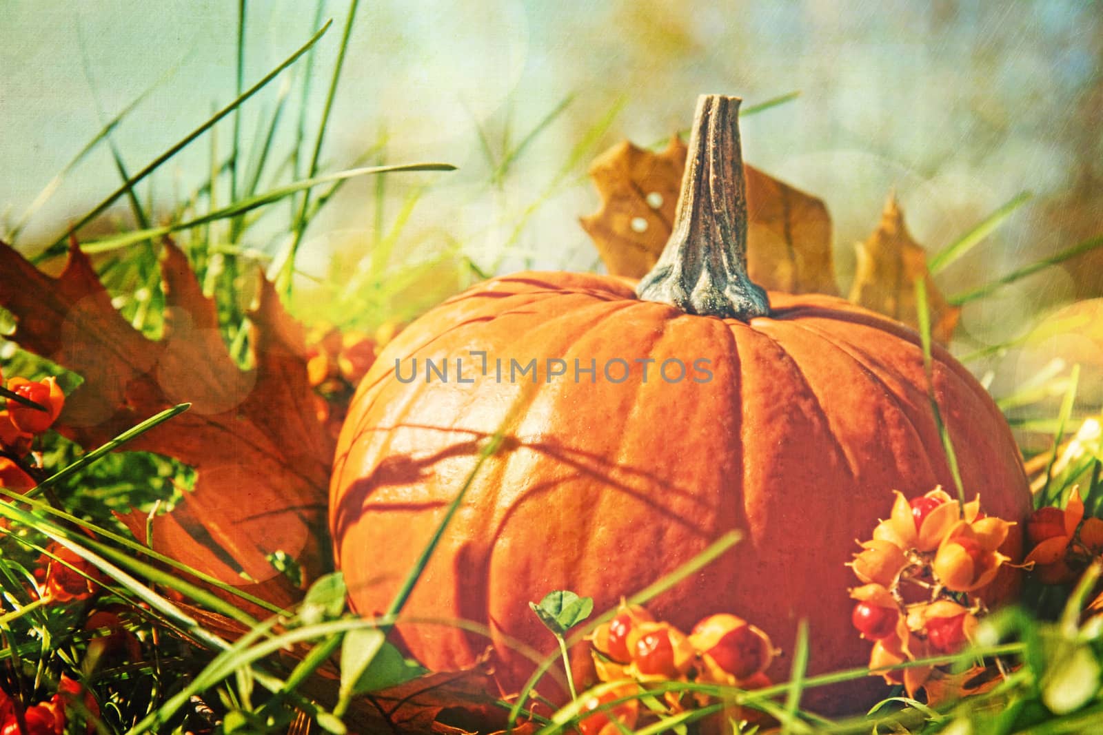 Pumpkin in the grass with vintage color feeling by Sandralise
