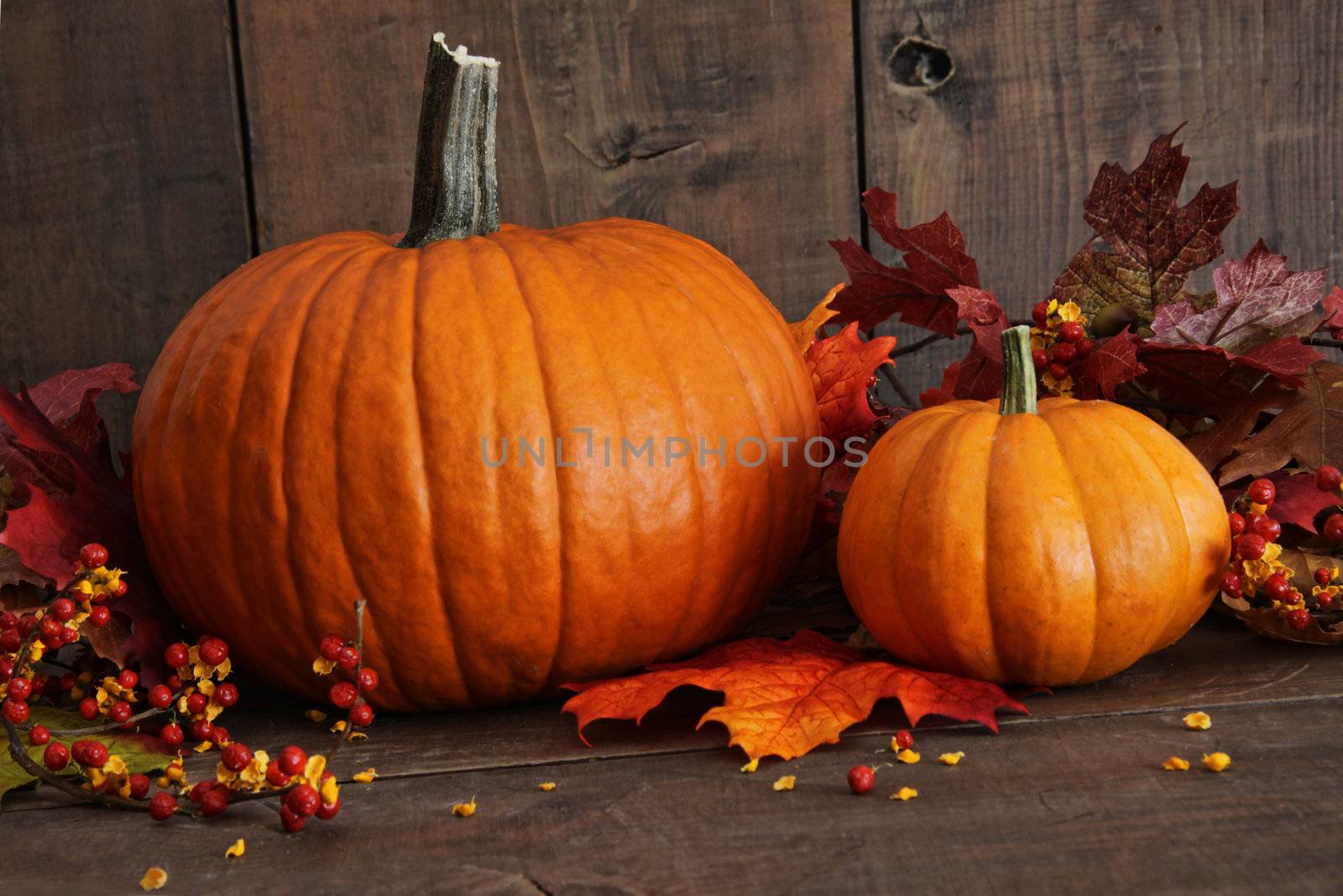Harvested pumpkins on wood table with dark background