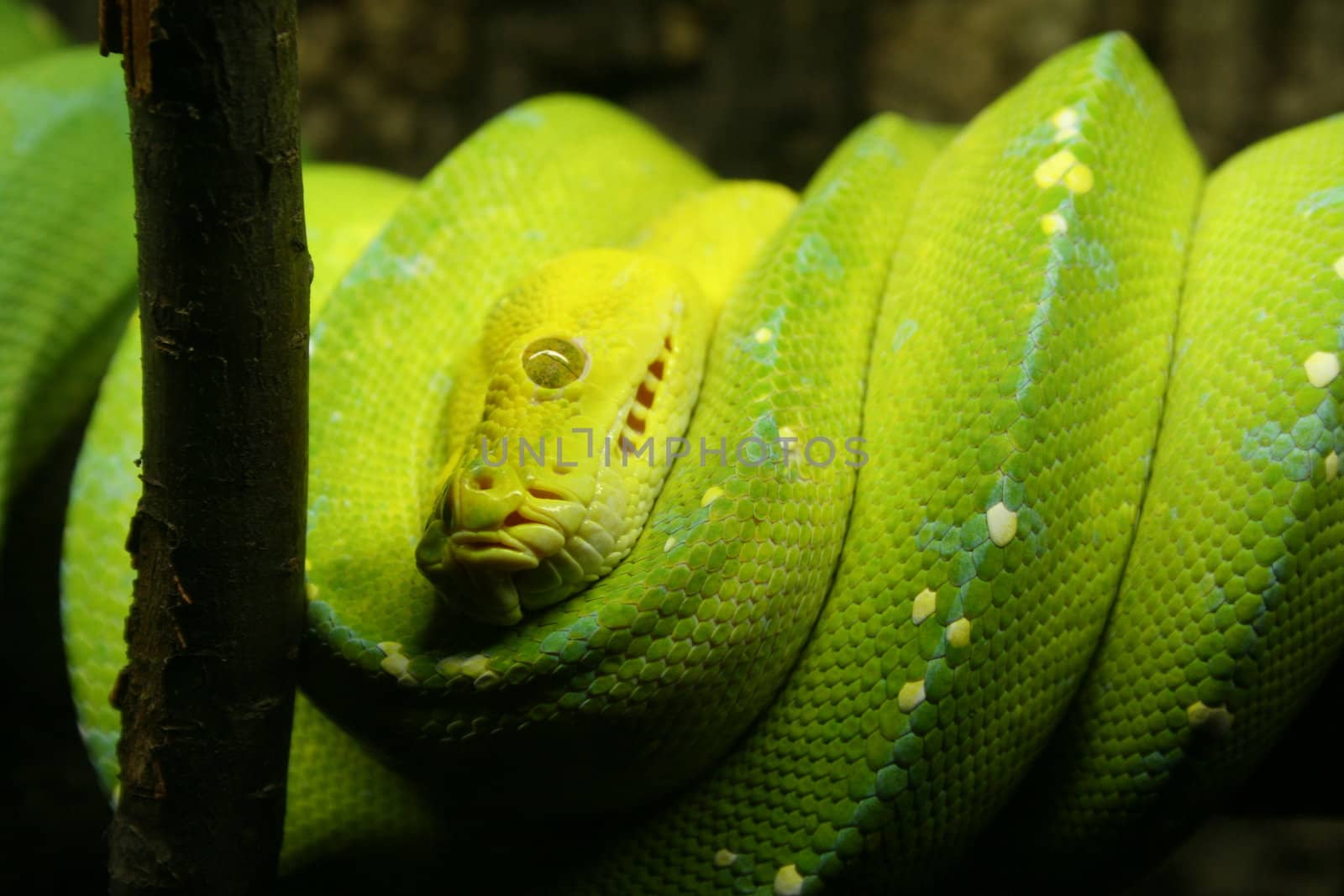 Green Snake on a branch