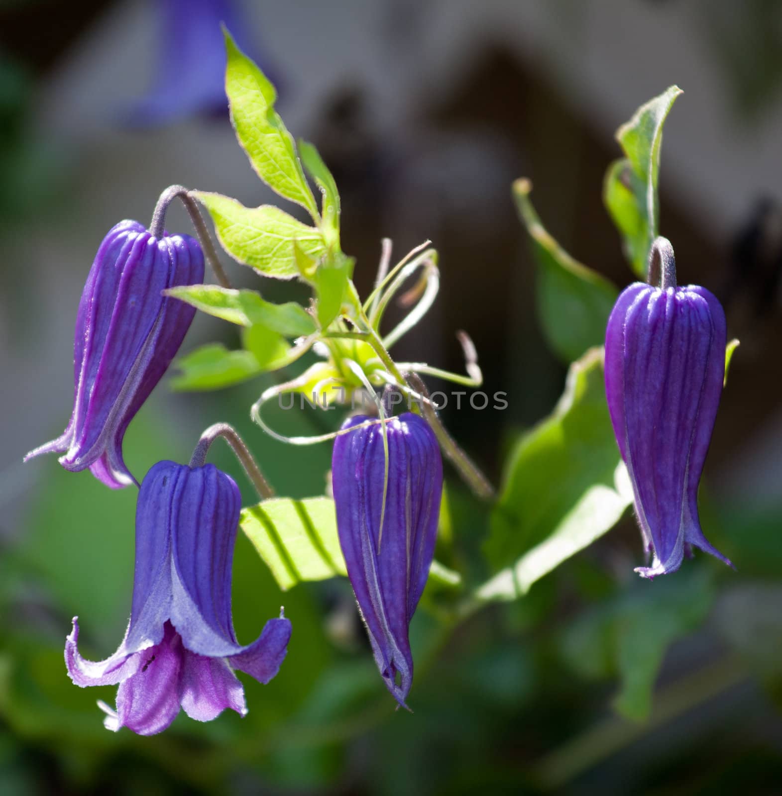 Purple clematis by steheap