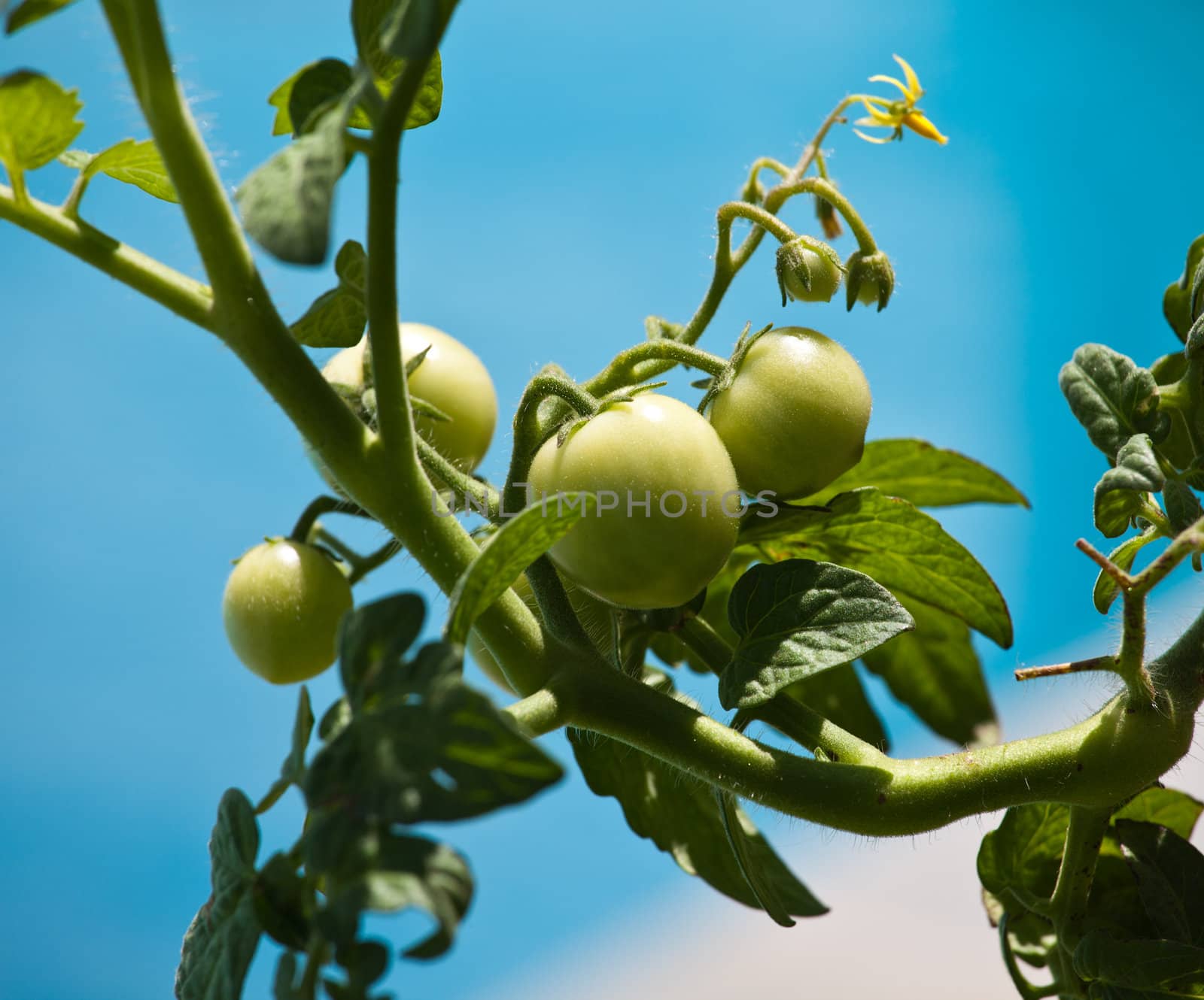 Growing green tomatoes outdoors against a bright blue sky background
