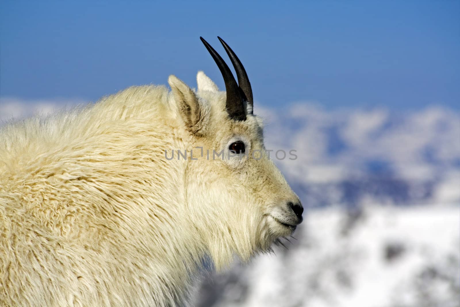 Mountain Goat seen in Colorado.