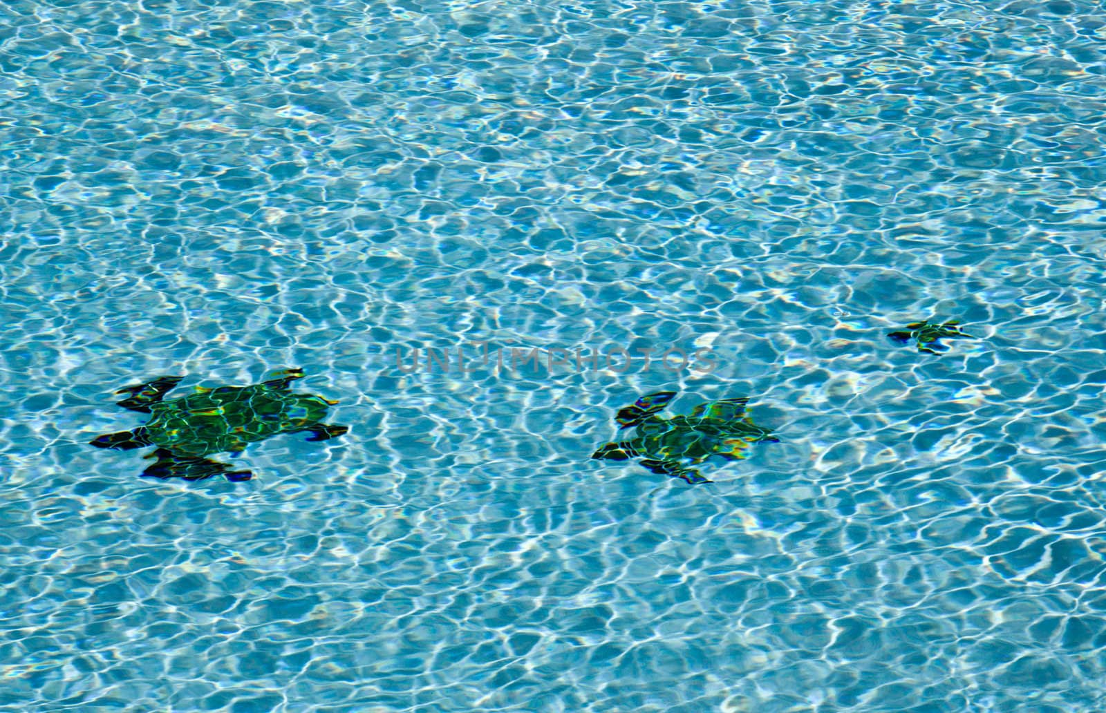 Three turtles on floor of pool by steheap