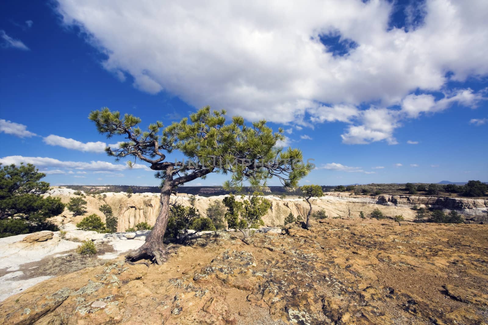 Lonely Tree in El Morro National Monument