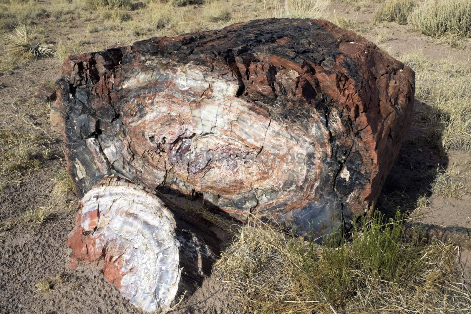 Petrified Forest National Park - Arizona.