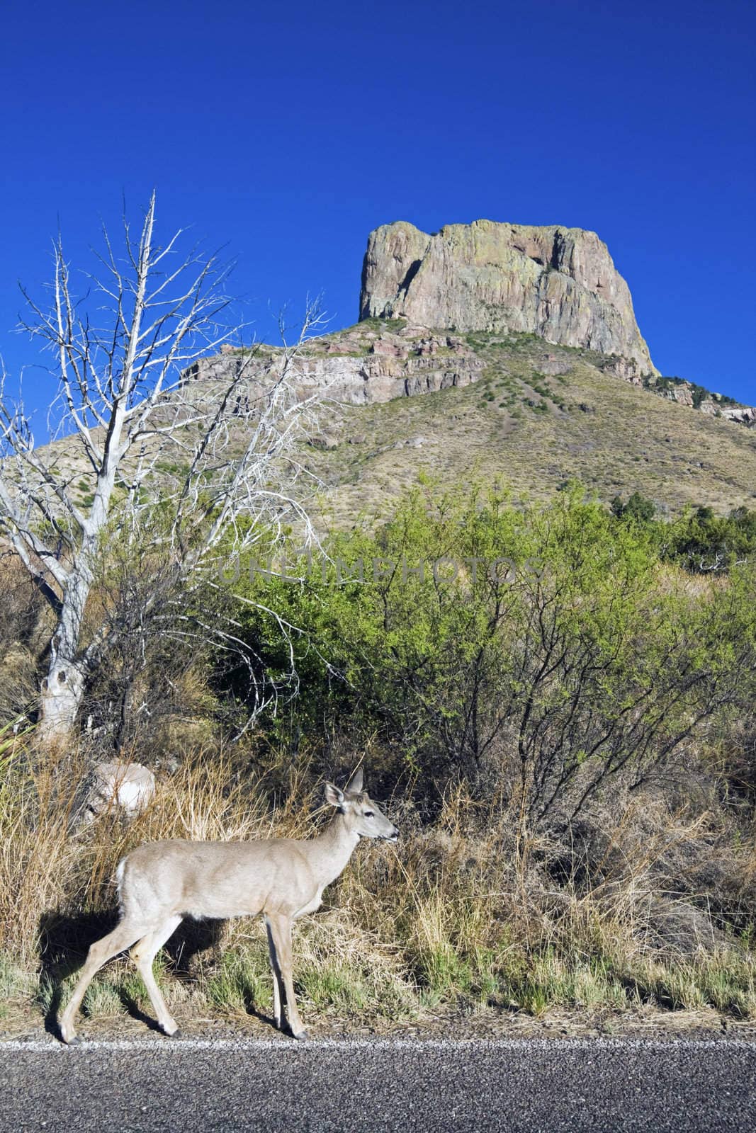 Deer in Big Bend National Park by benkrut