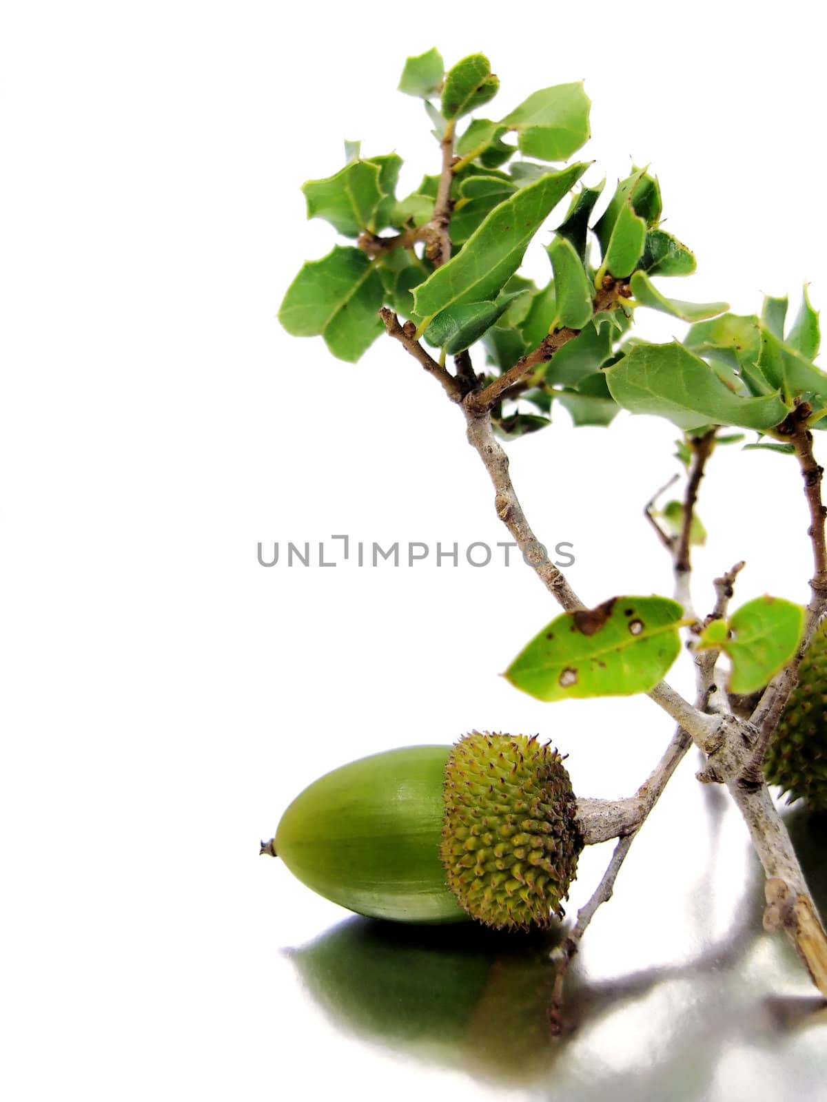Branch of a Quercus Coccifera (Oak Tree) with several acorns isolated on a silver-white background.