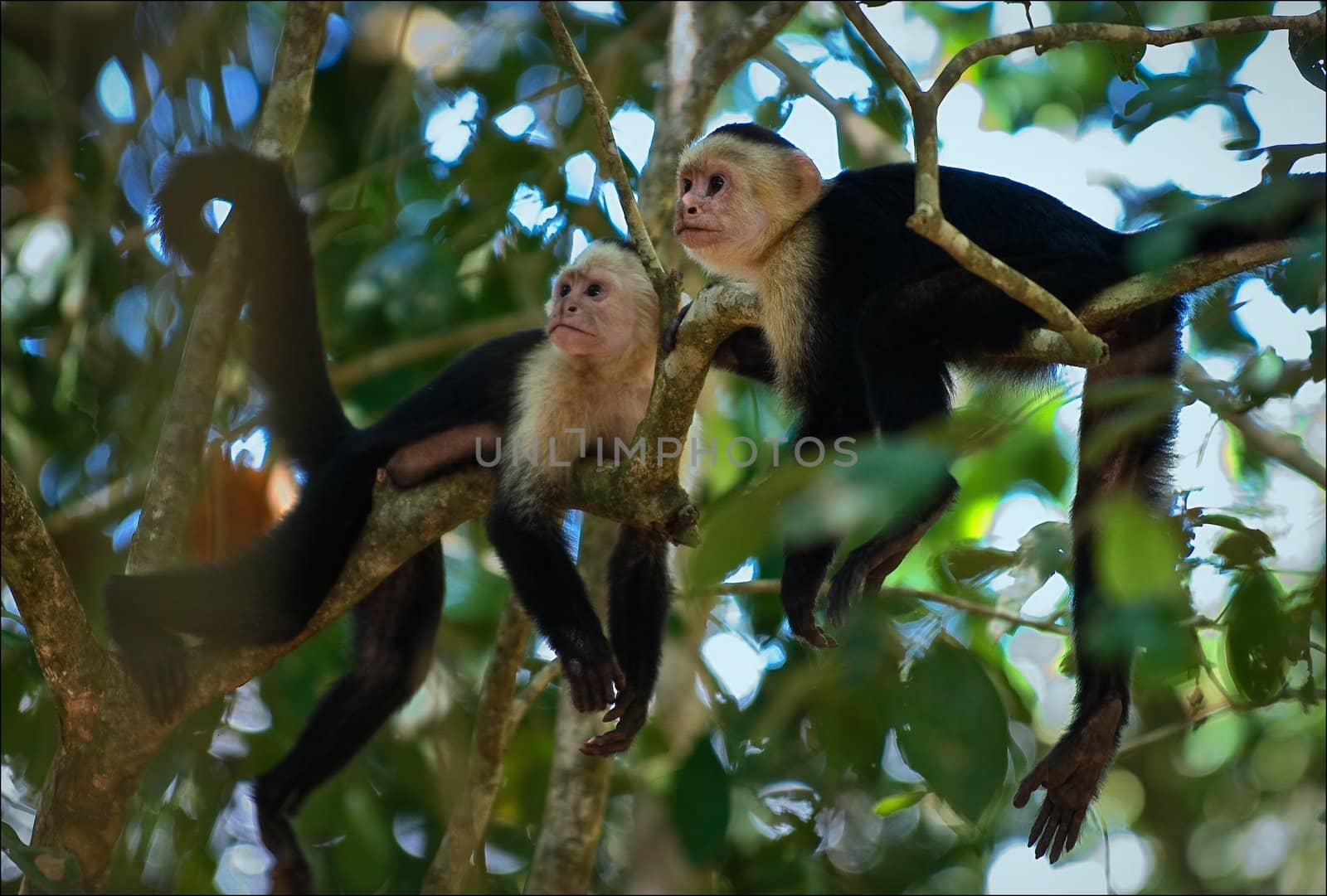 Two Capuchins. Two Capuchins in a midday sun it is lazy lie on branches of a tree and have a rest.