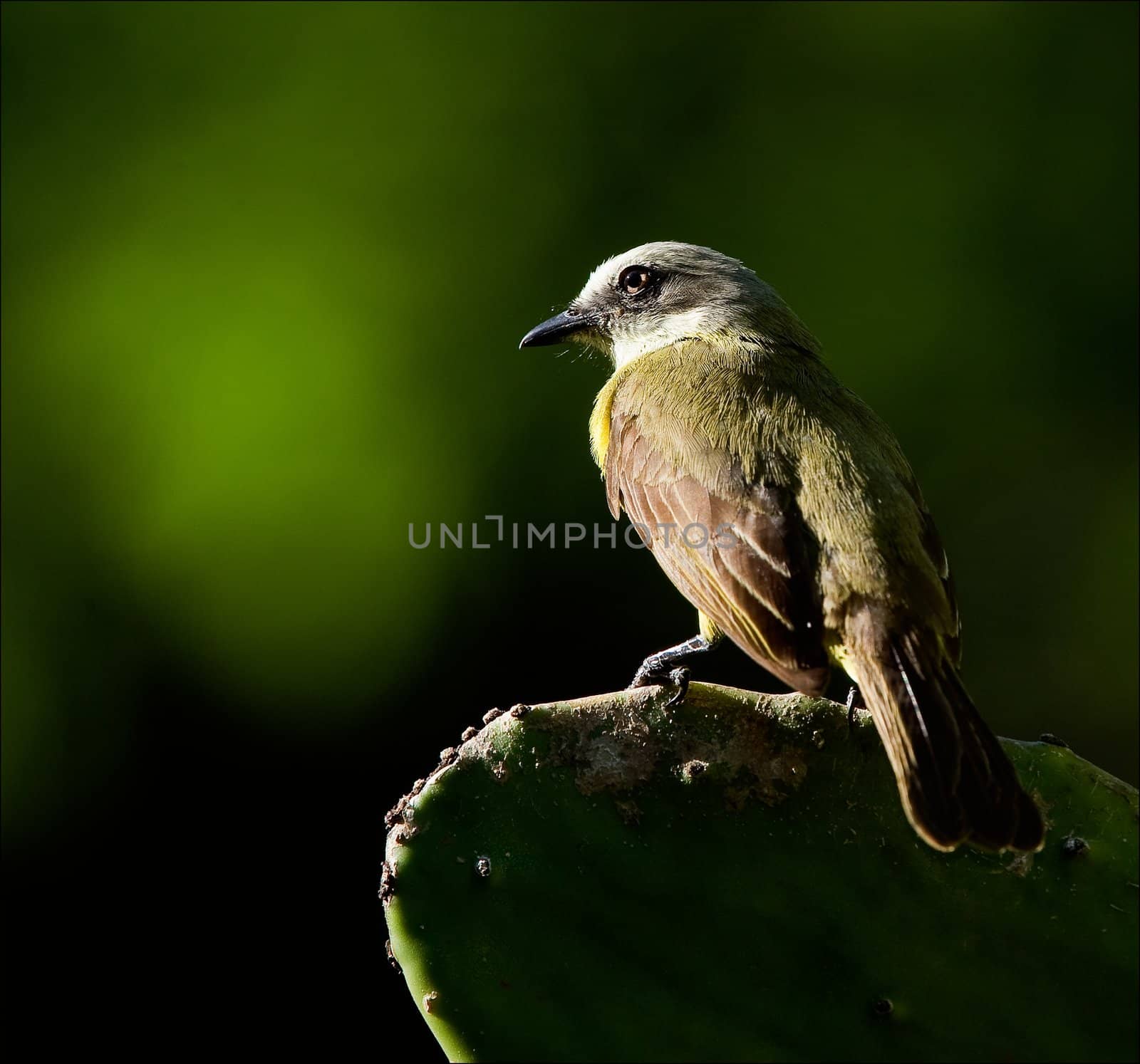 Bird on a cactus leaf. The bird sits on the cactus leaf, shined with the sun.