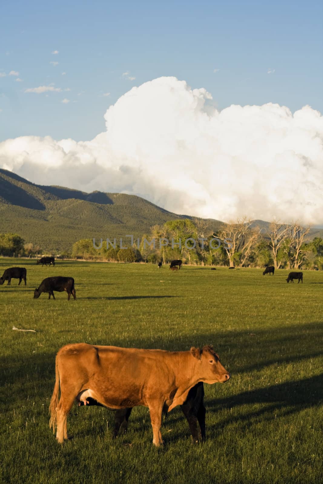 Young cow drinking milk from mather.